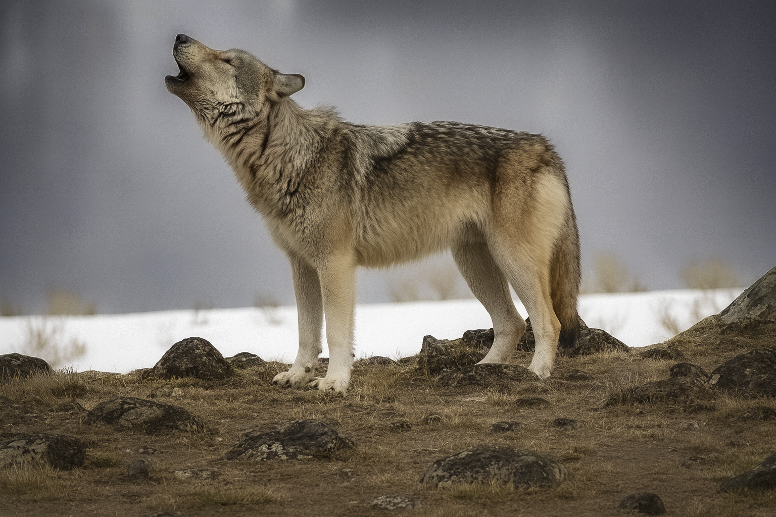 Narrating the Howl