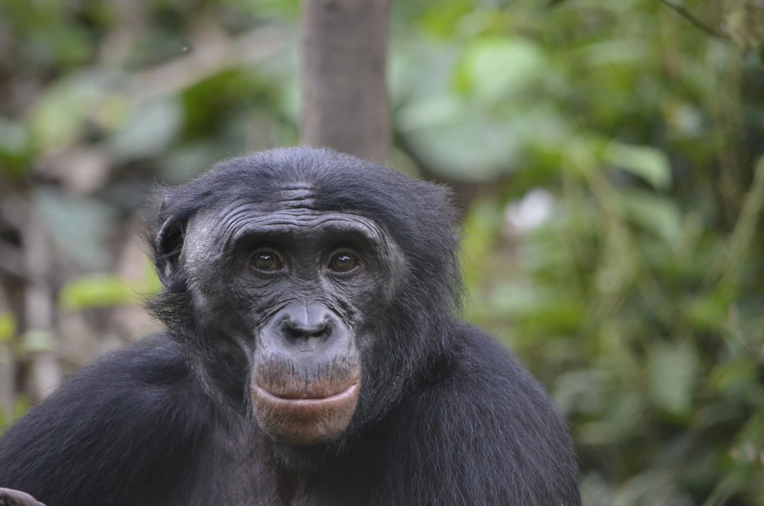 Upcoming: Can Great Apes Read Your Mind?