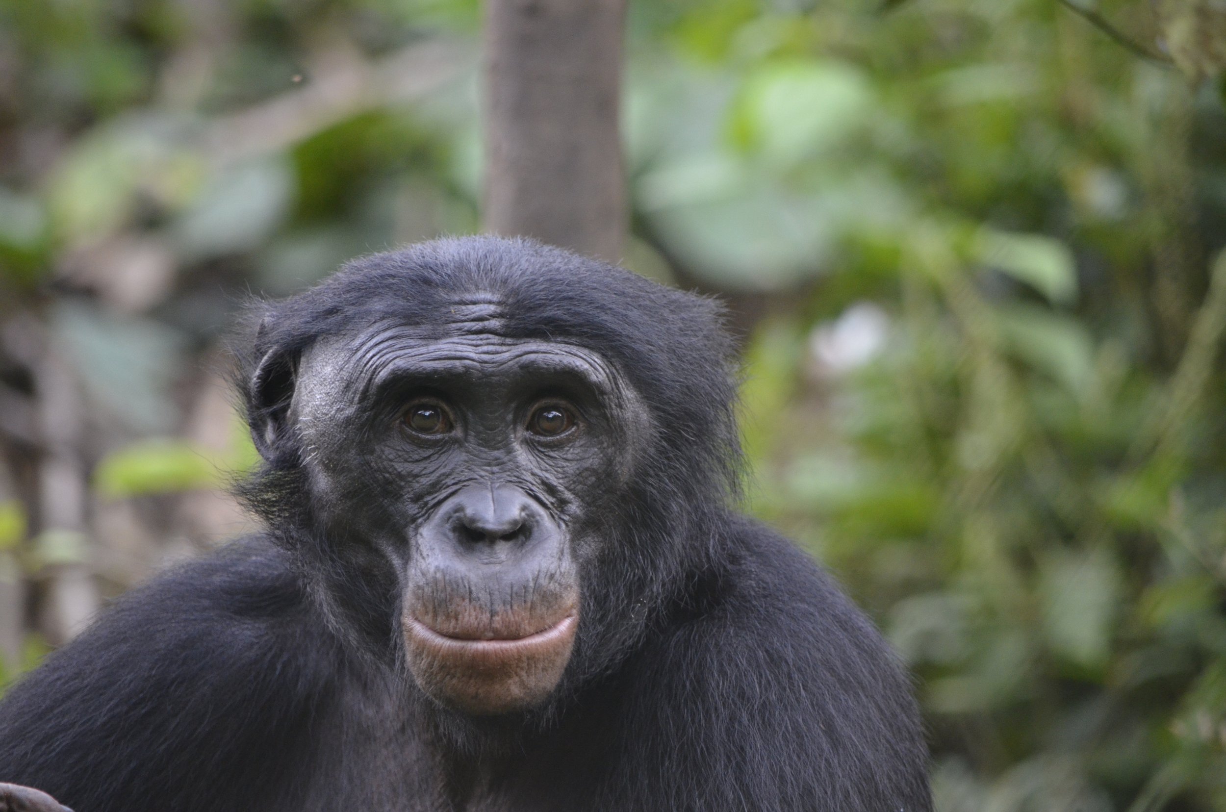 Can great apes read your mind?