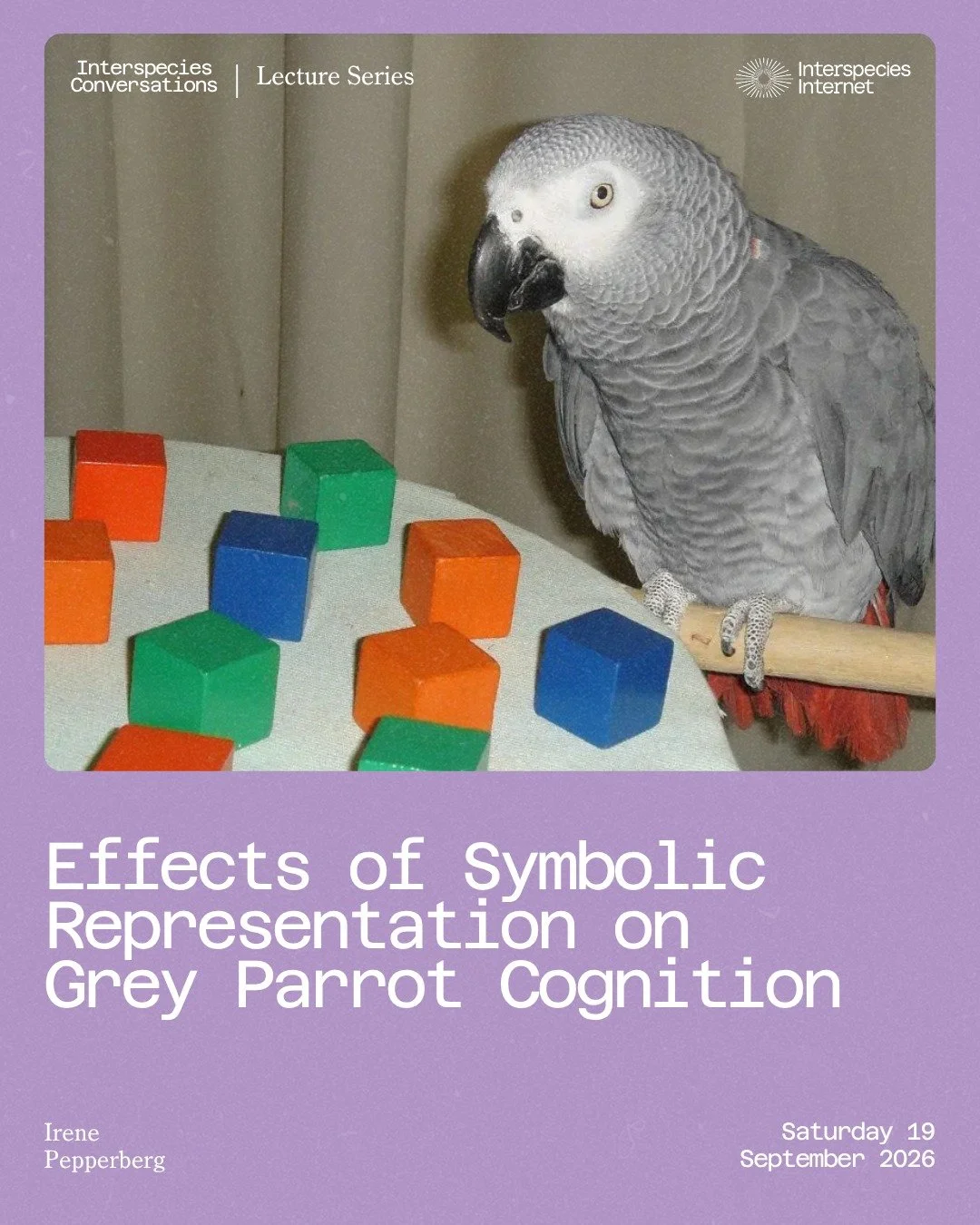 🦜 New Lecture with Irene Pepperberg!

For almost 50 years, Dr. Pepperberg has explored the cognitive and communicative abilities of Grey parrots, challenging how we think about intelligence, language, and symbolic representation across species.

💫 