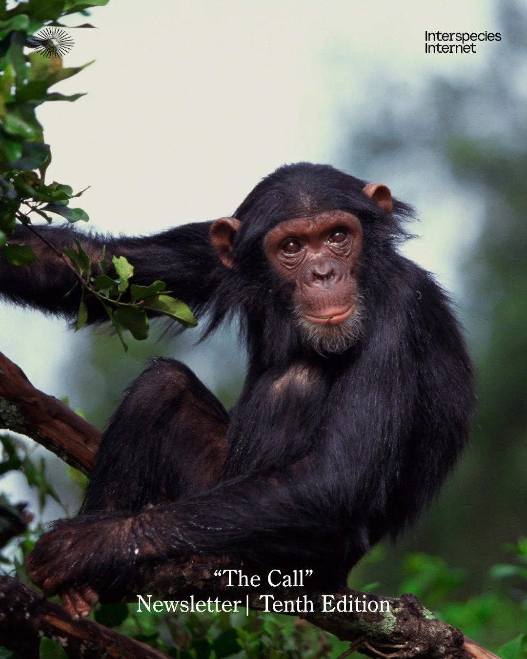 📣 Listen up &mdash; the field is calling.

Our newsletter is filled with exciting news, discoveries, and emerging conversations from the world of animal communication and beyond.

Take a look at the PDF to explore a selection of topics featured in o