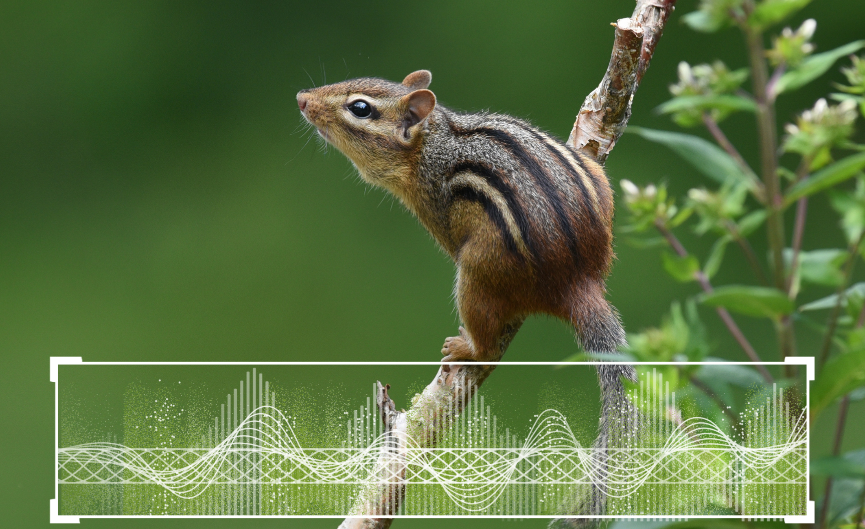 alp-data: Bioacoustics Without the Data Wrangling