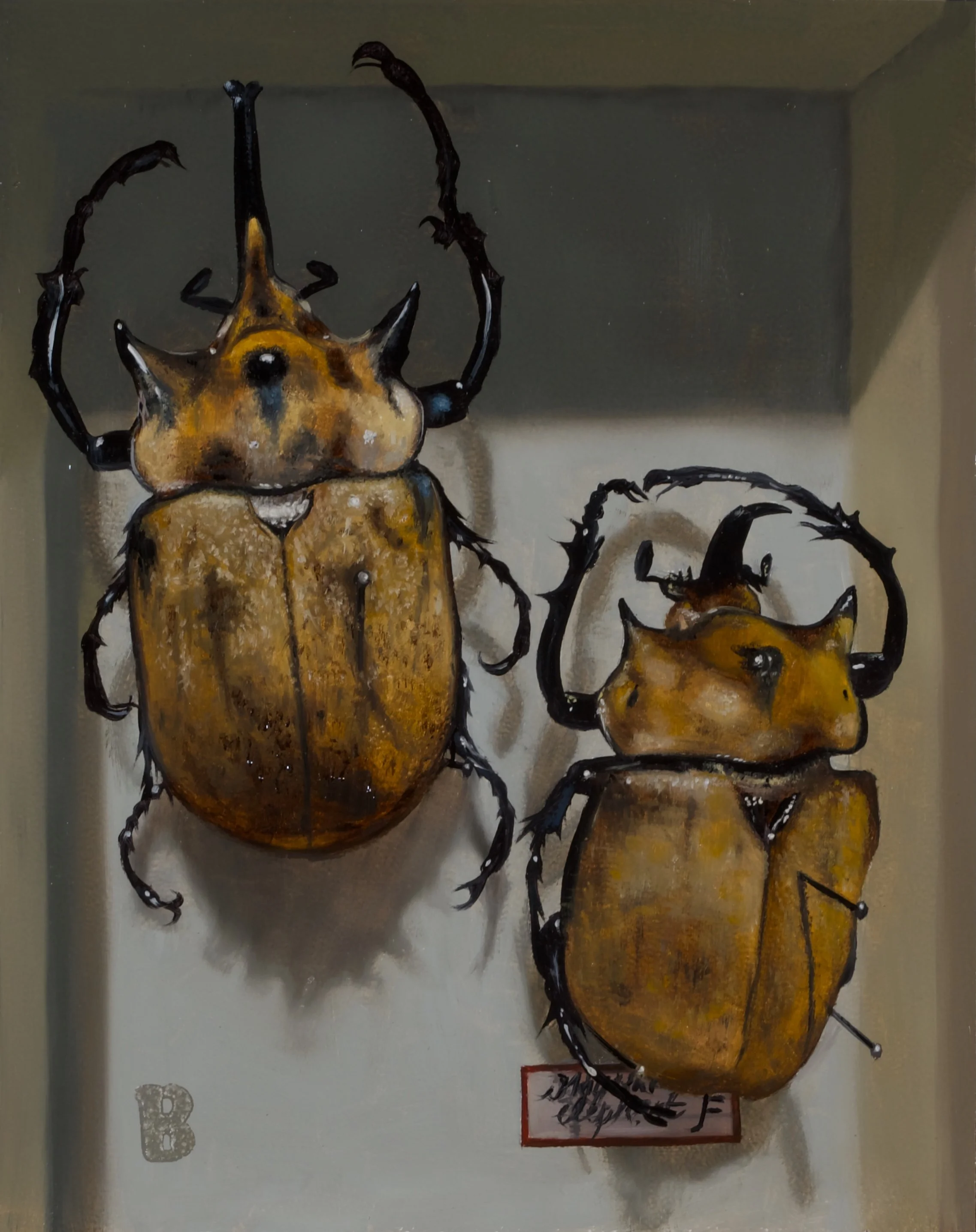 MEGASOMA elephas, 10 x 8, SOLD