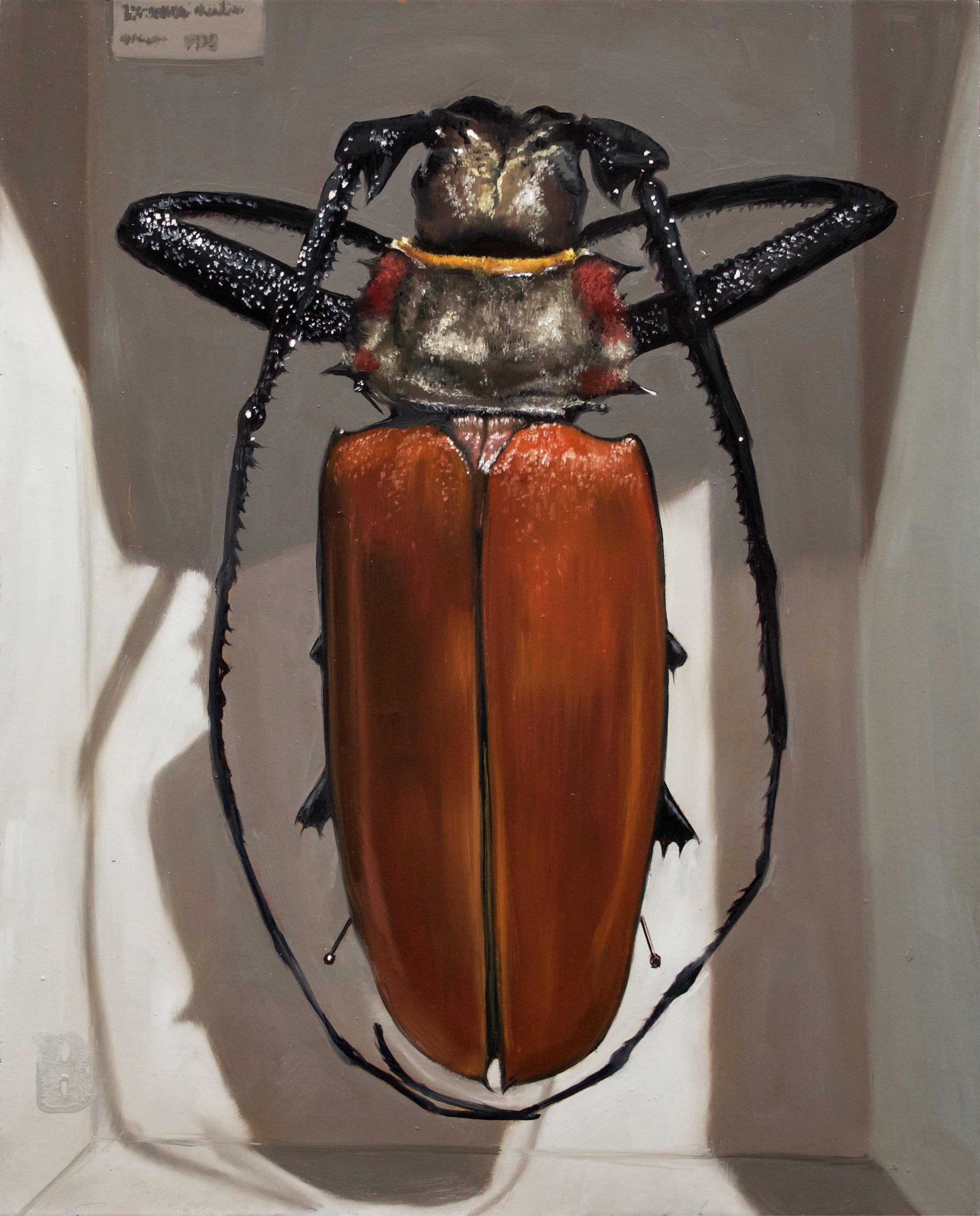ENOPLOCERUS armillatus, 10 x 8, SOLD