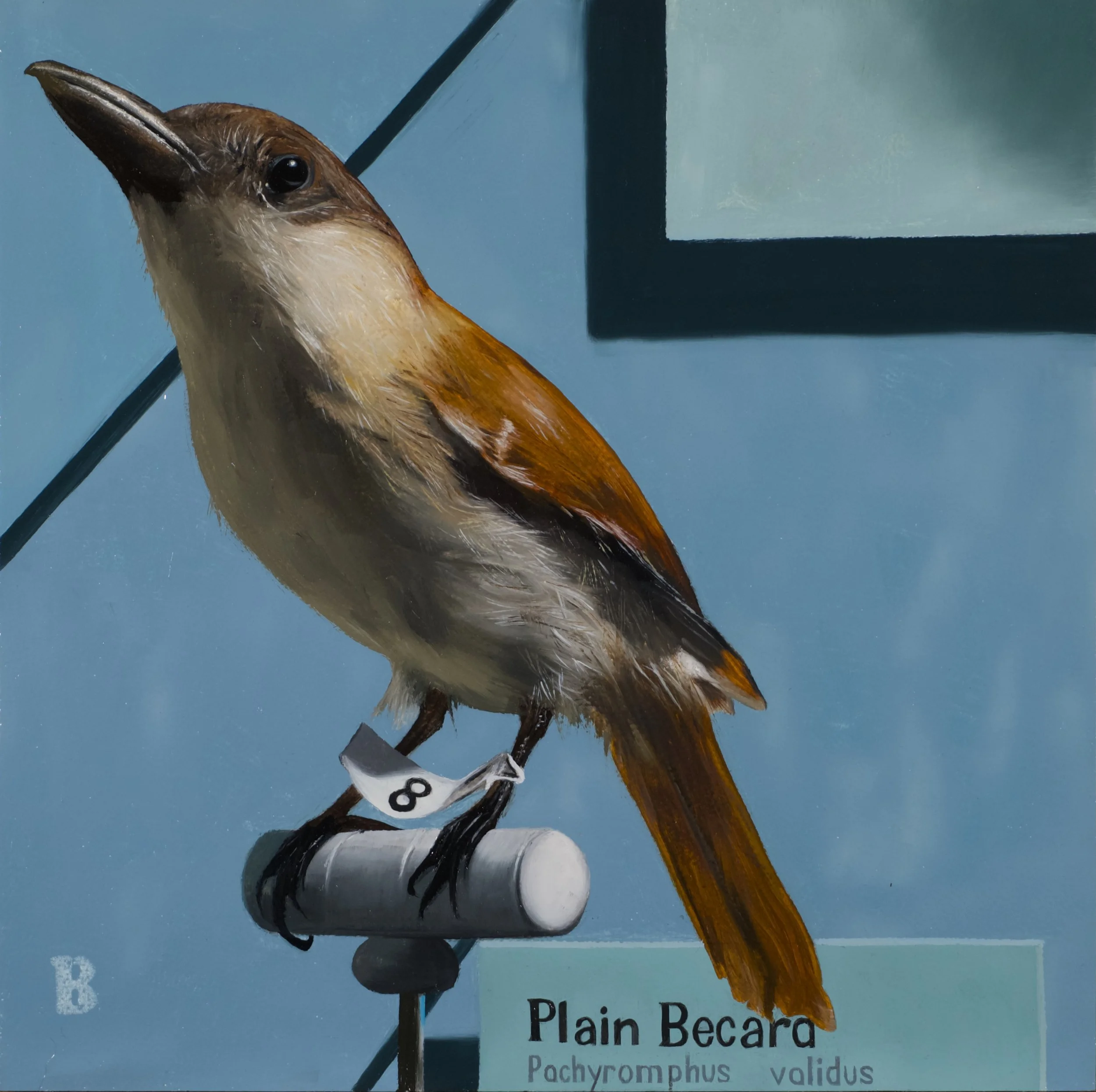 Plain Becard, 12 x 12