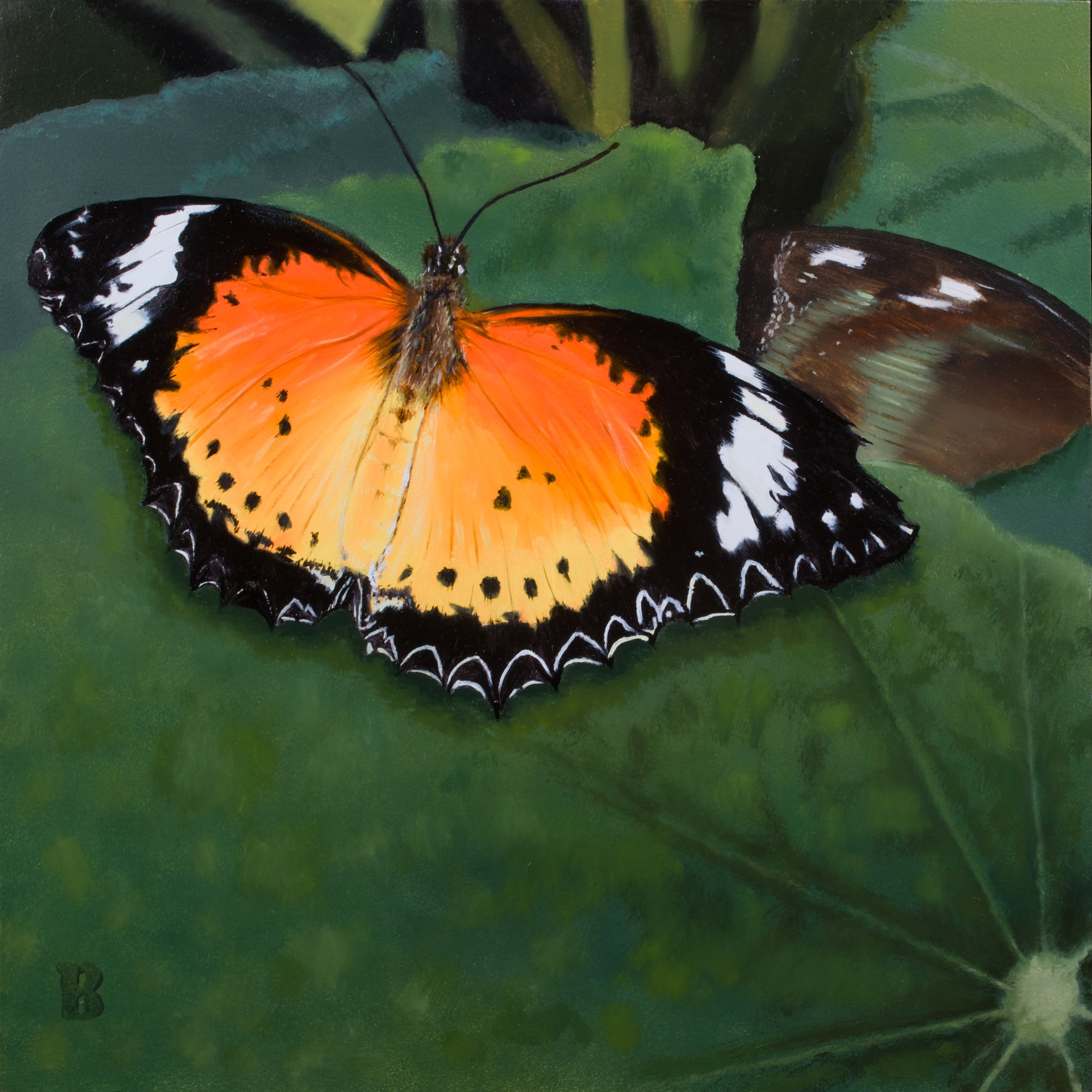 Leopard Lacewing, 12 x 12