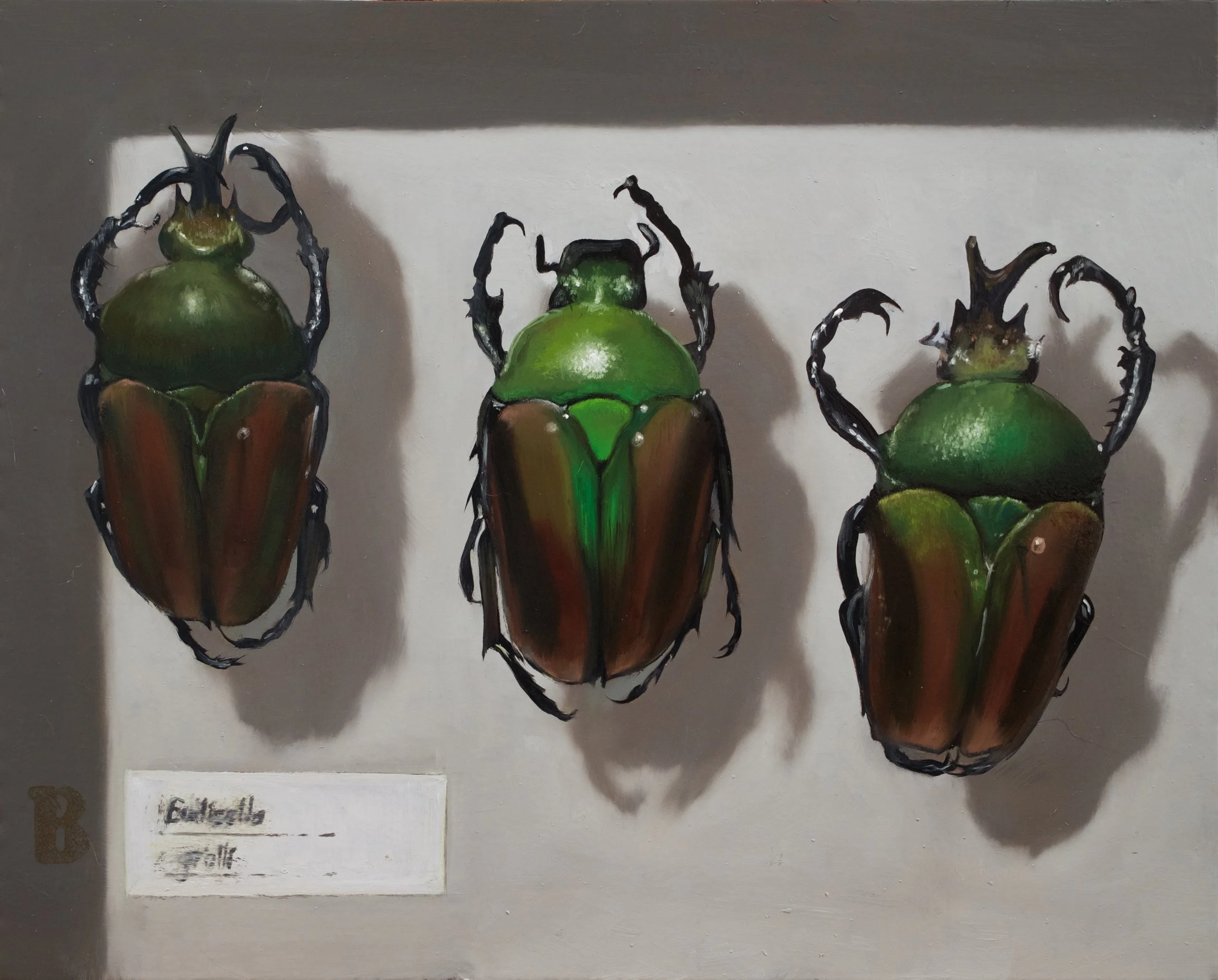 EUDICELLA gralli, 8 x 10, SOLD