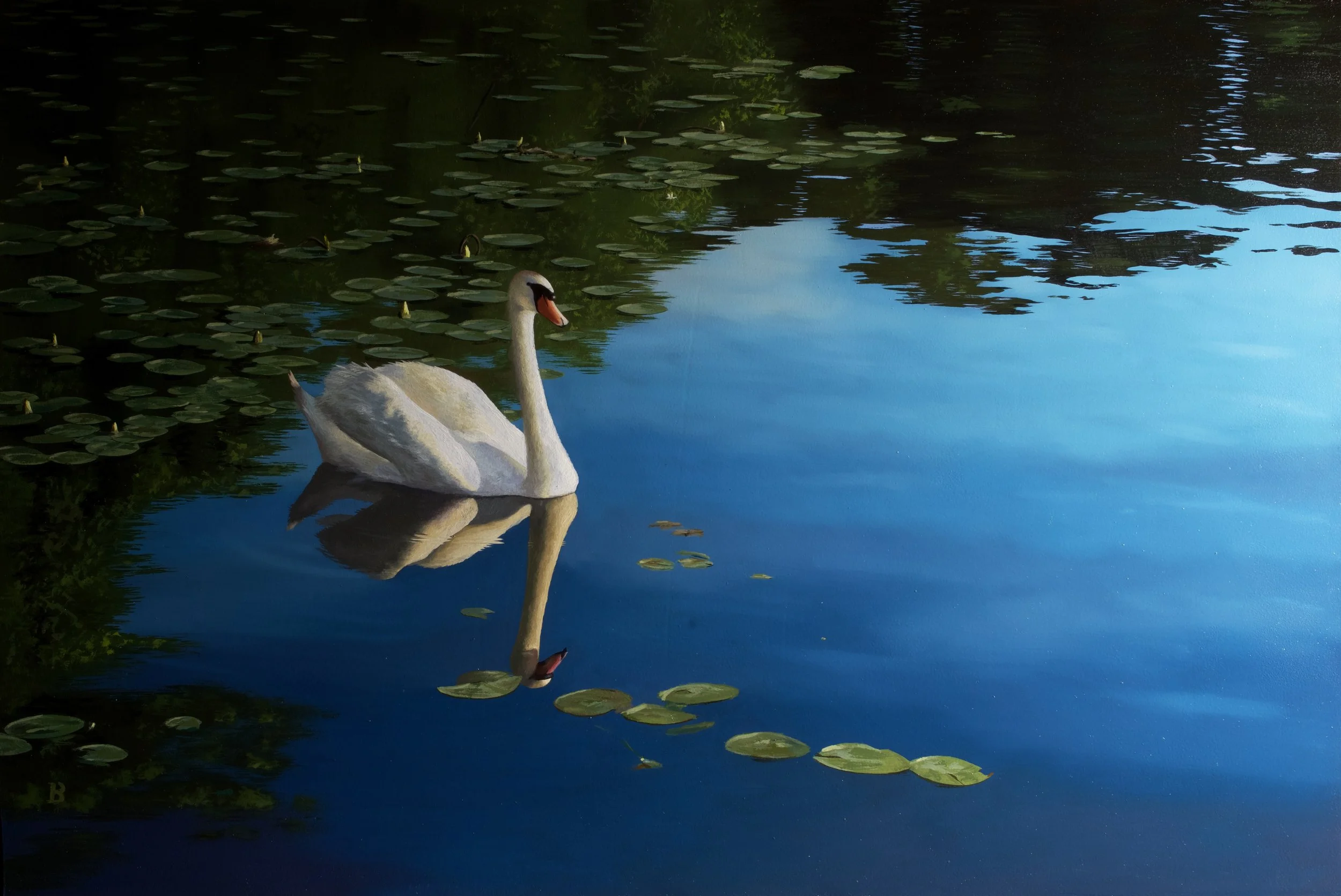 Swan In Last Light, 24 x 16