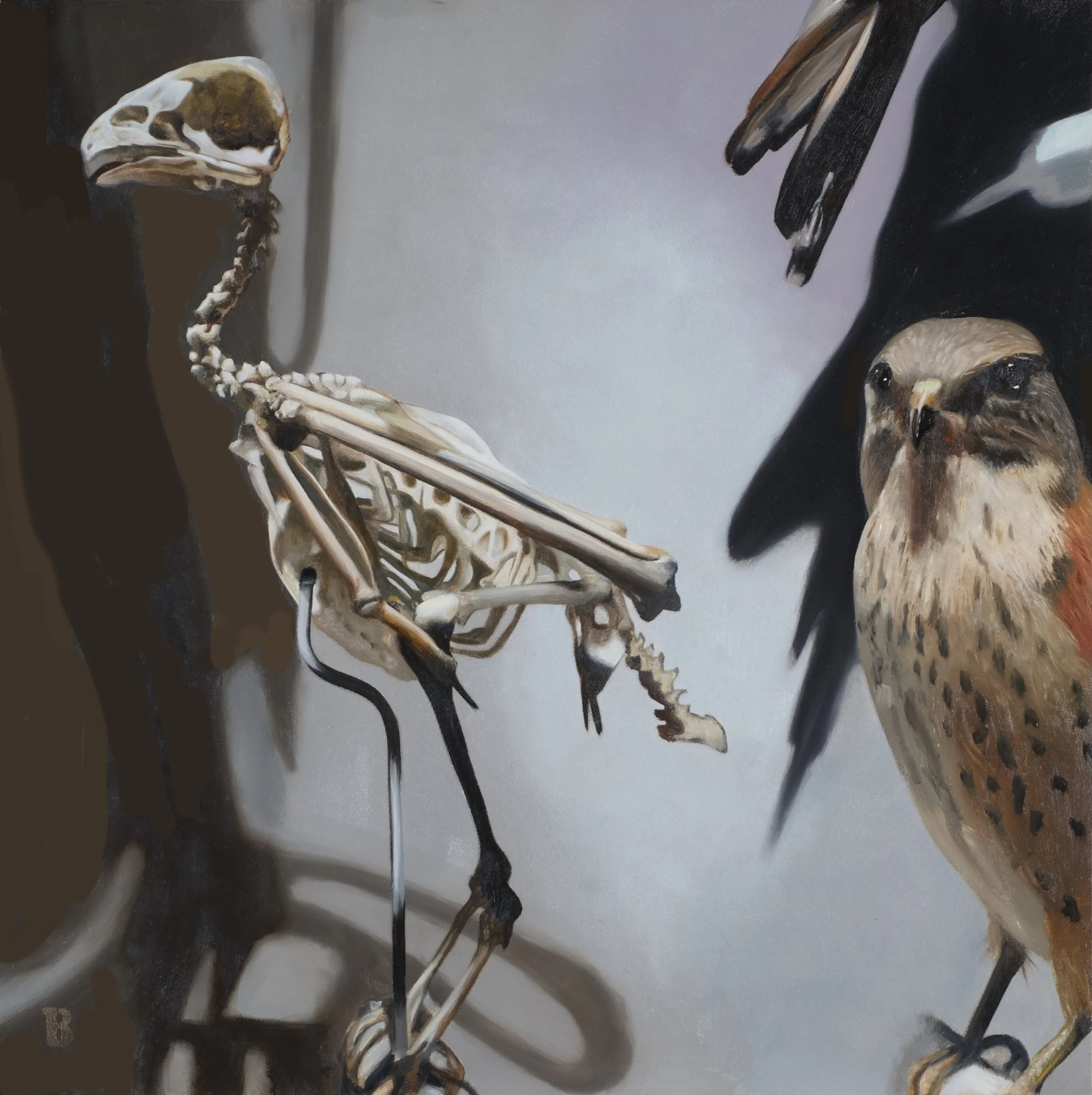 FALCO sparverius, 18 x 18