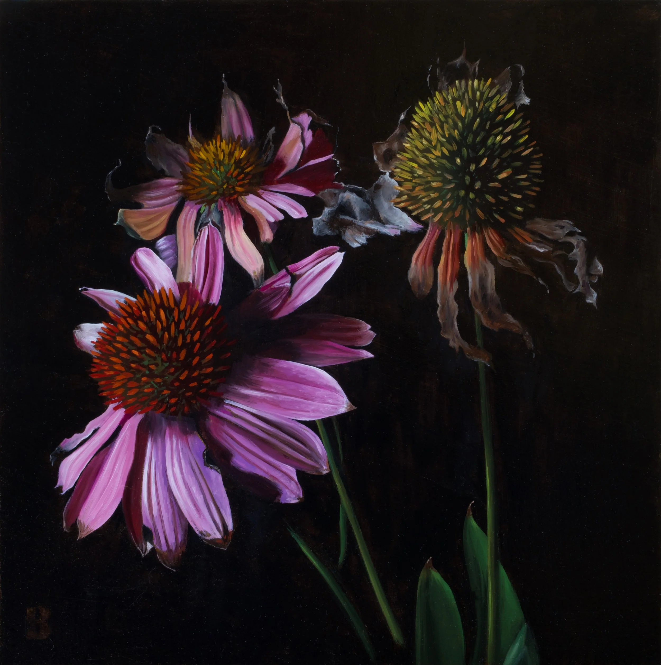 Echinacea, 12 x 12, SOLD