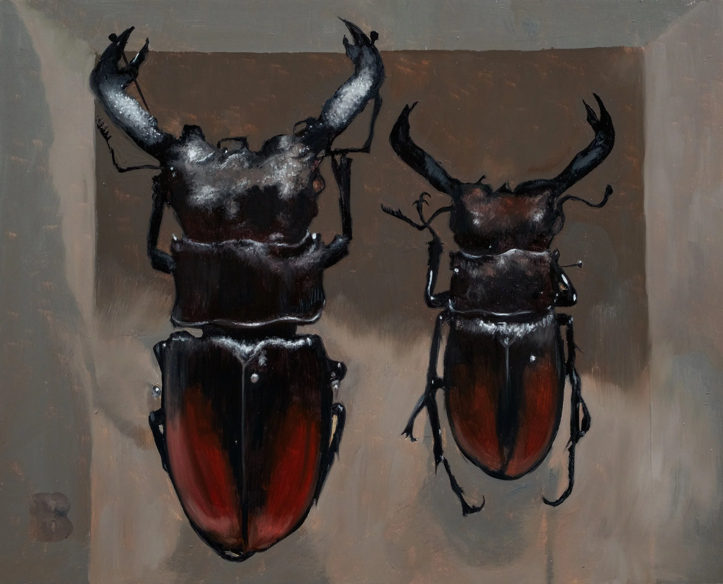 HEXARTHRIUS deyrollei, 8 x 10