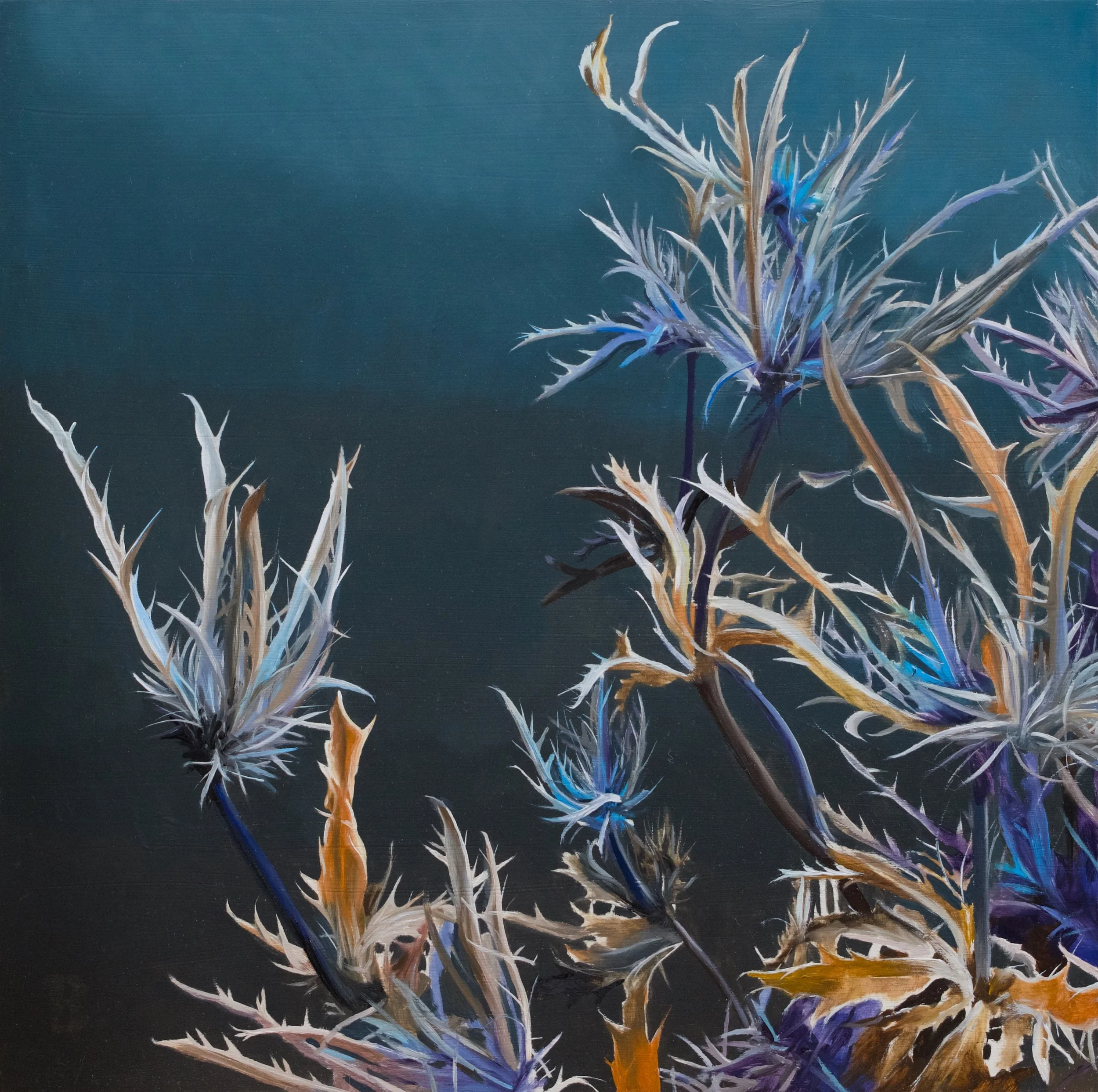 Eryngium II, 12 x 12, SOLD