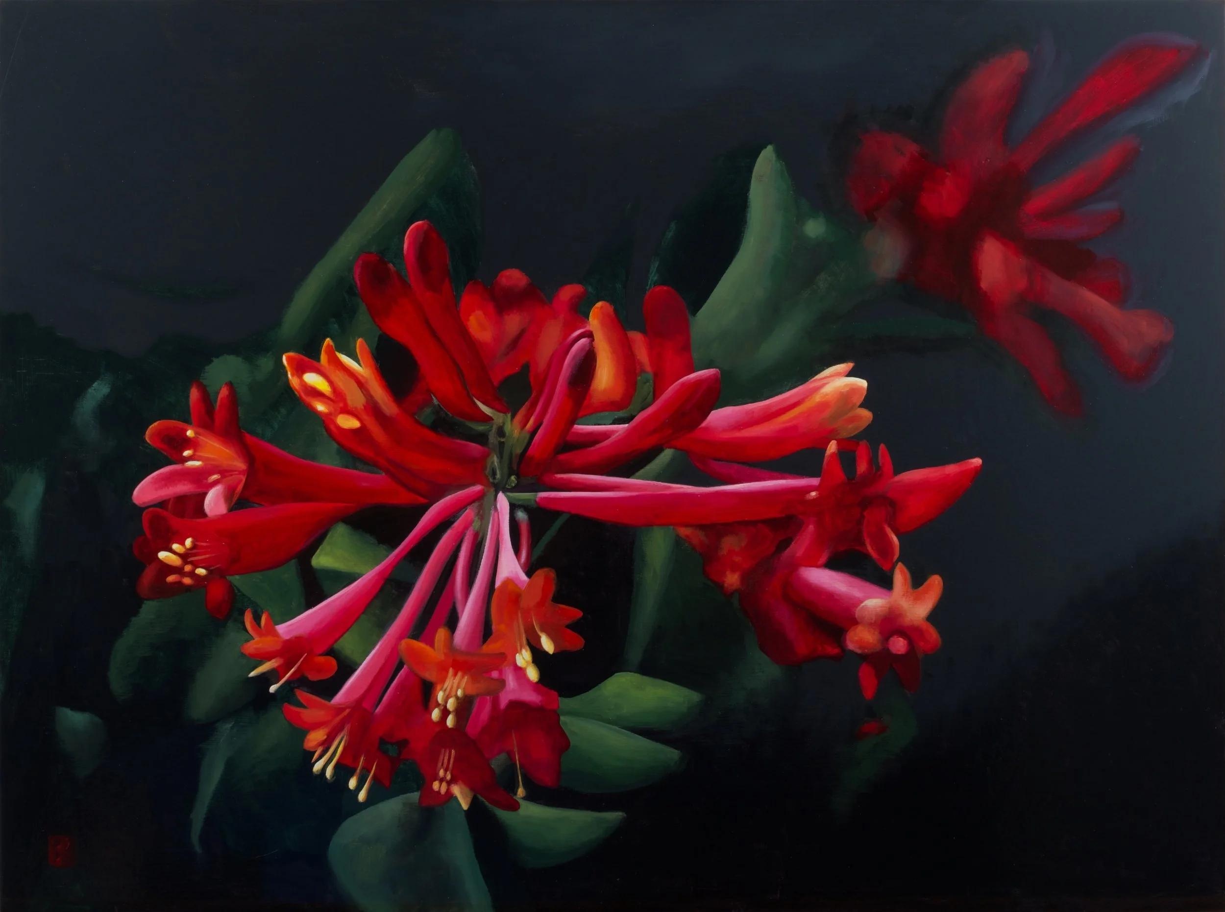 LONICERA sempervirens, 18 x 24, SOLD
