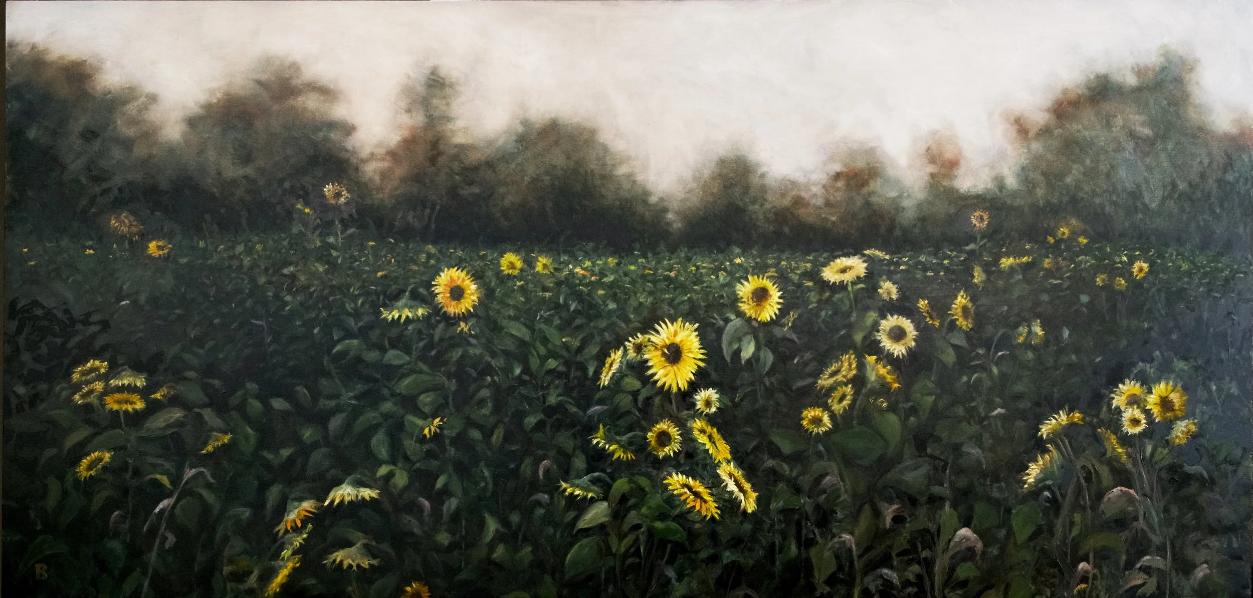 Georgia Sunflowers, 24 x 48