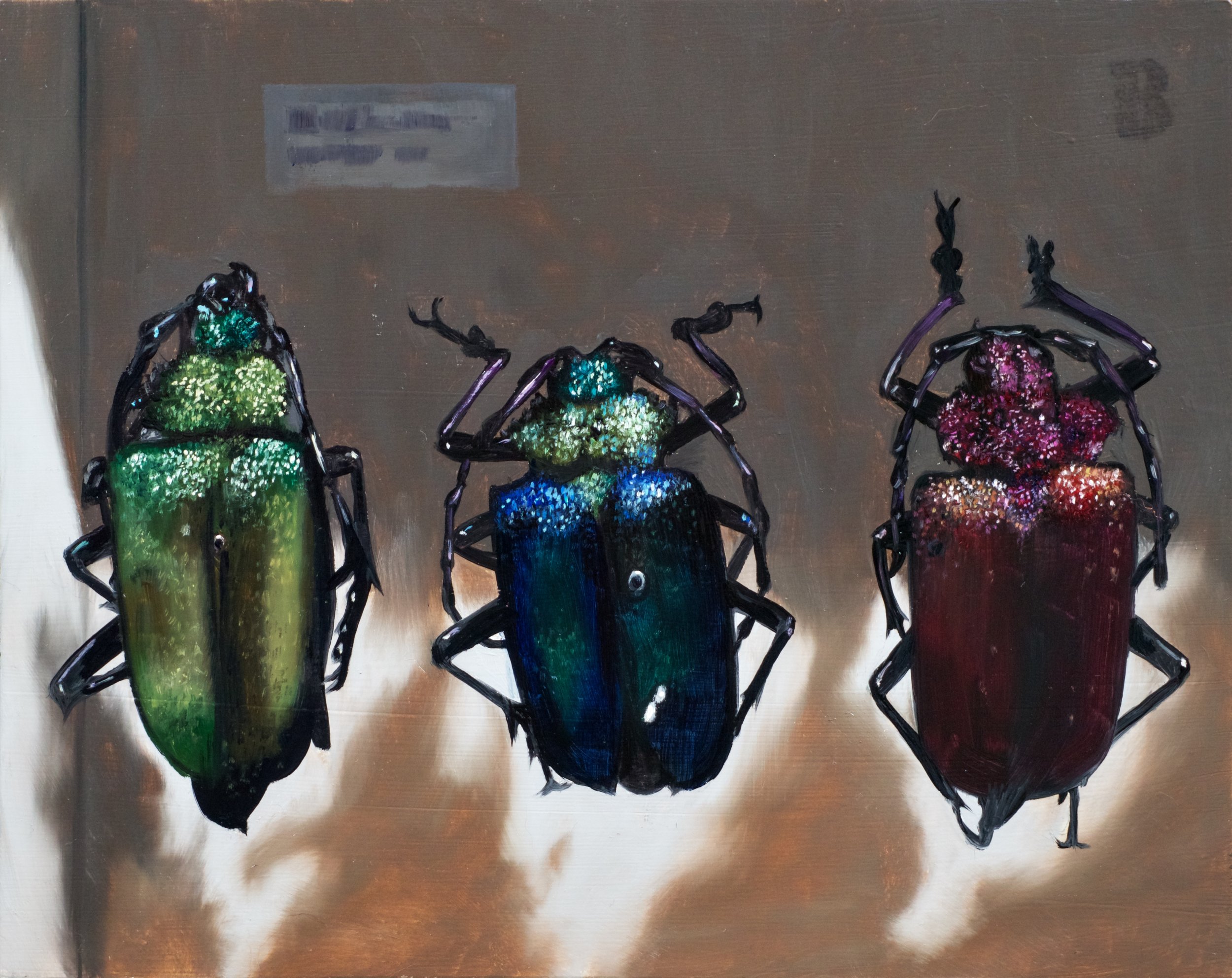 PYRODES nitidus, 8 x 10, SOLD