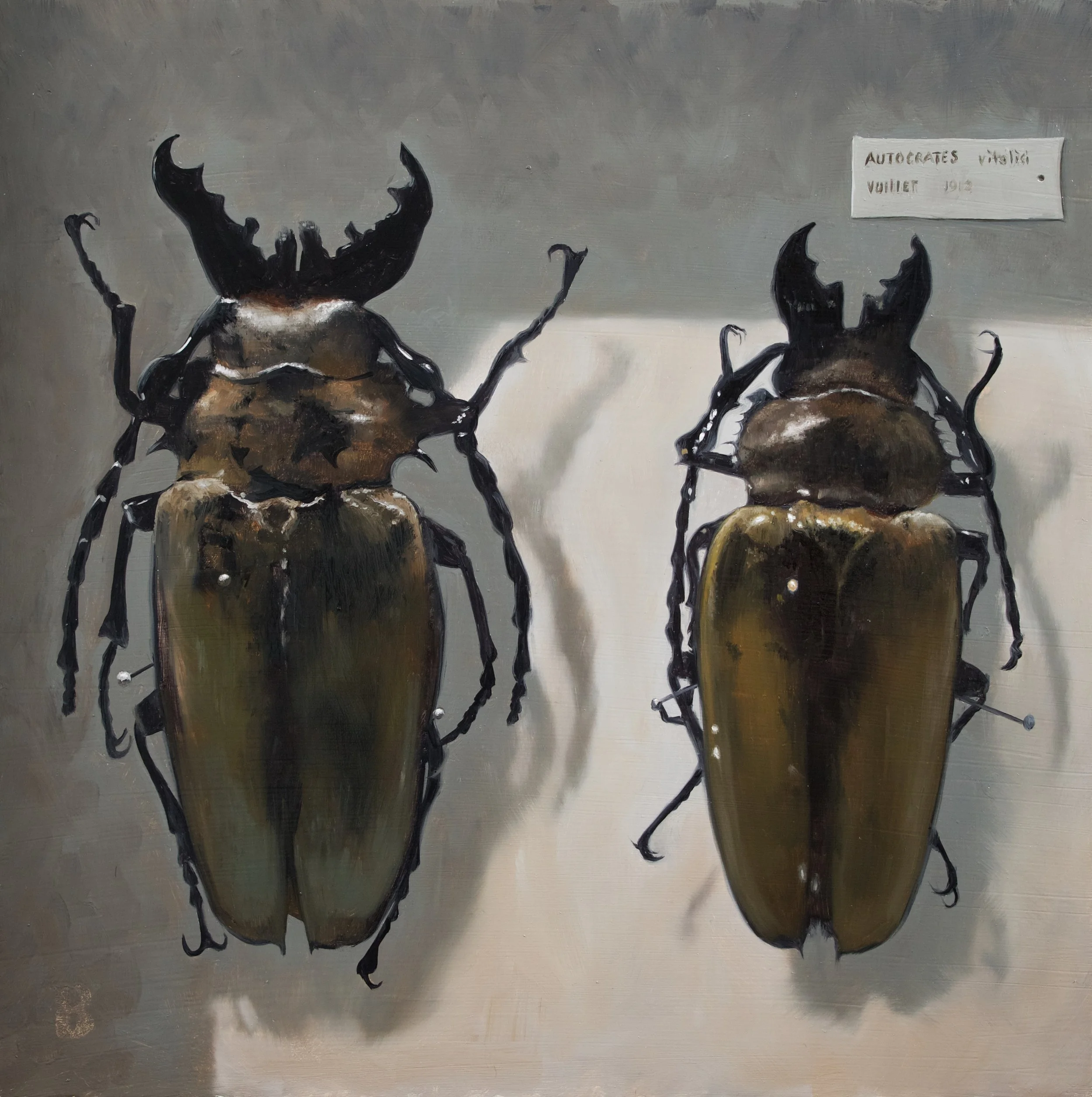 AUTOCRATES vitalisi, 12 x 12, SOLD