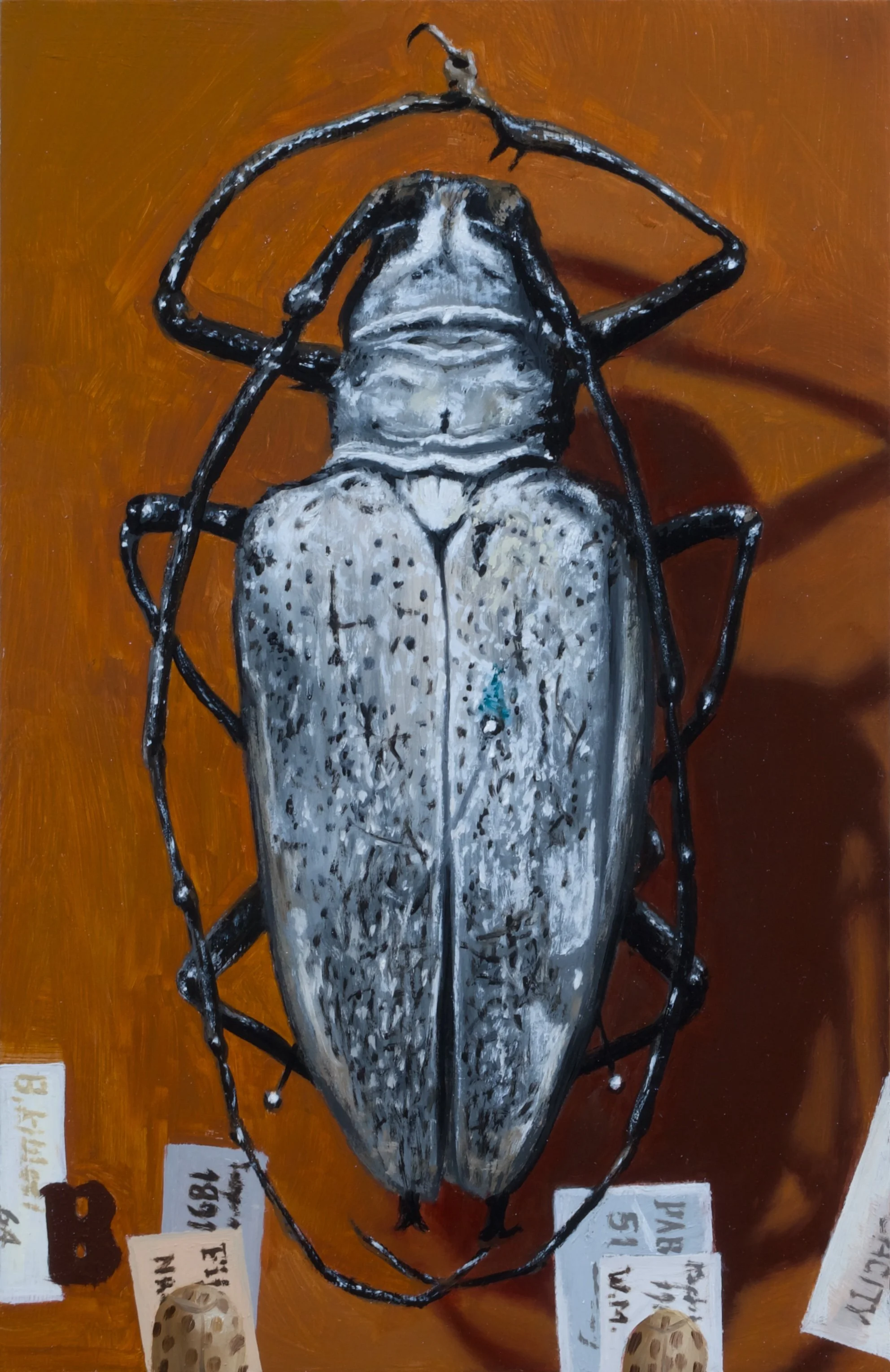 BATOCERA kibleri, 9 x 6