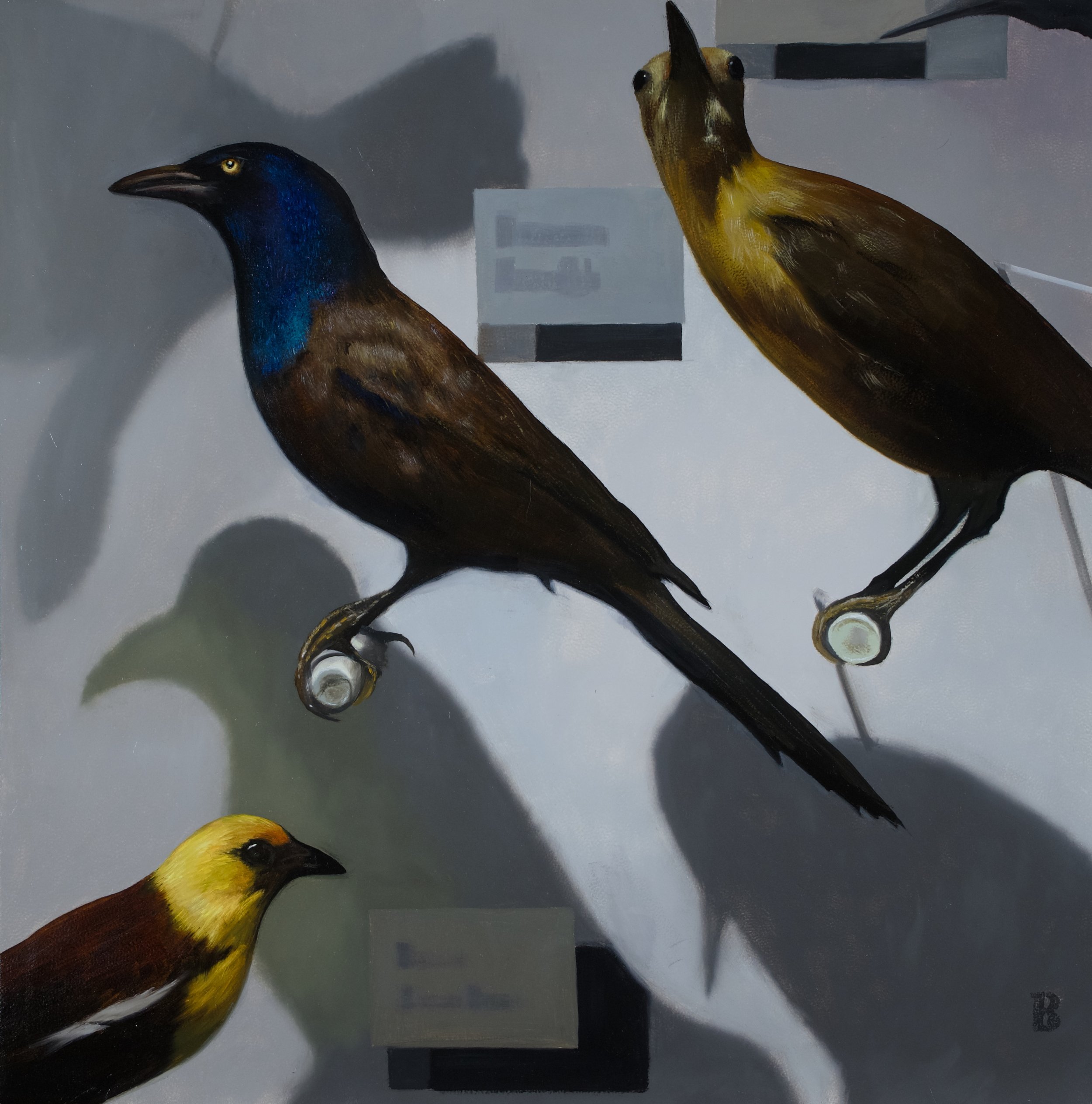 QUISCALIS quiscula, 18 x 18, SOLD