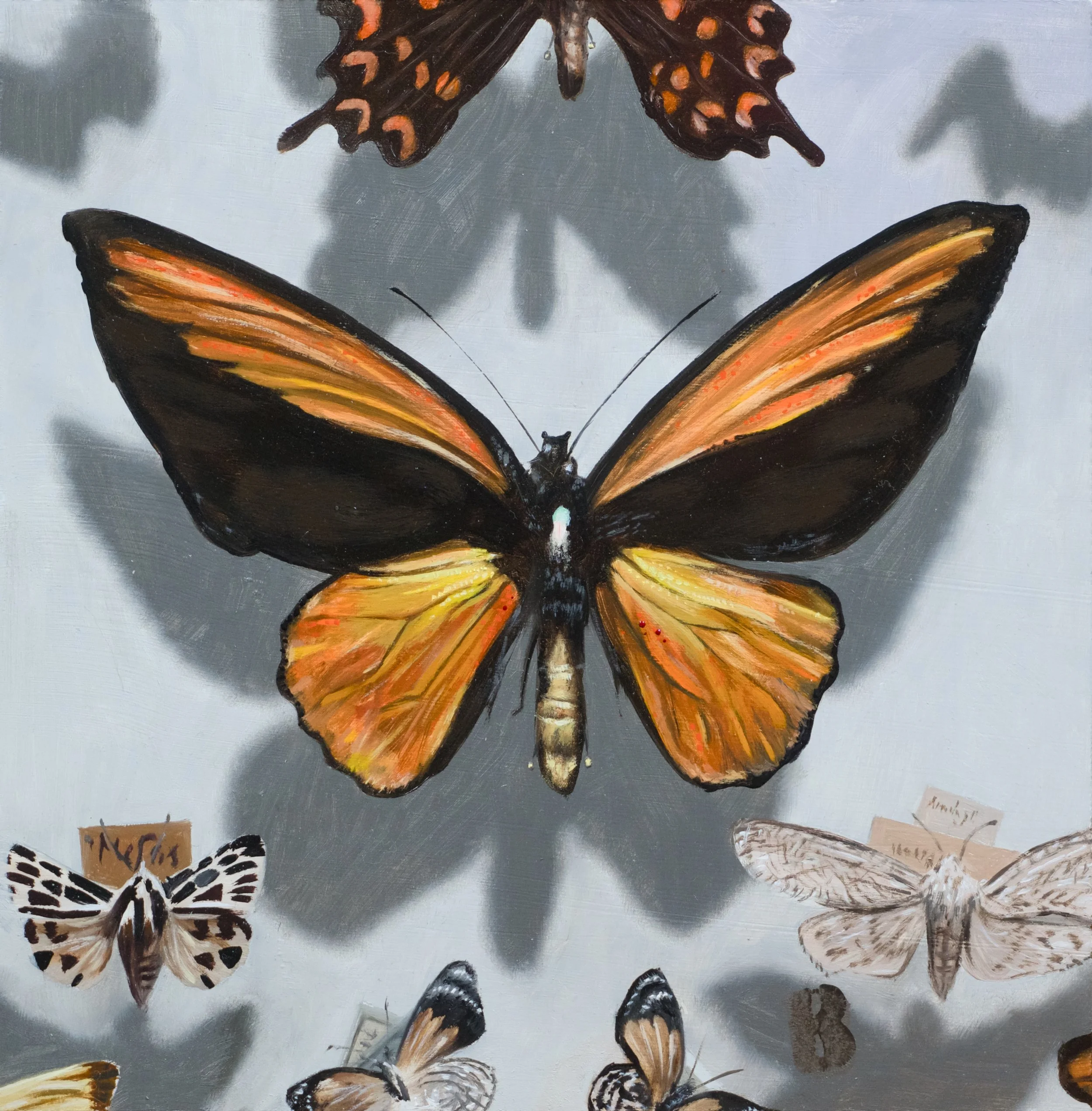 Golden Birdwing, 8 x 8, SOLD