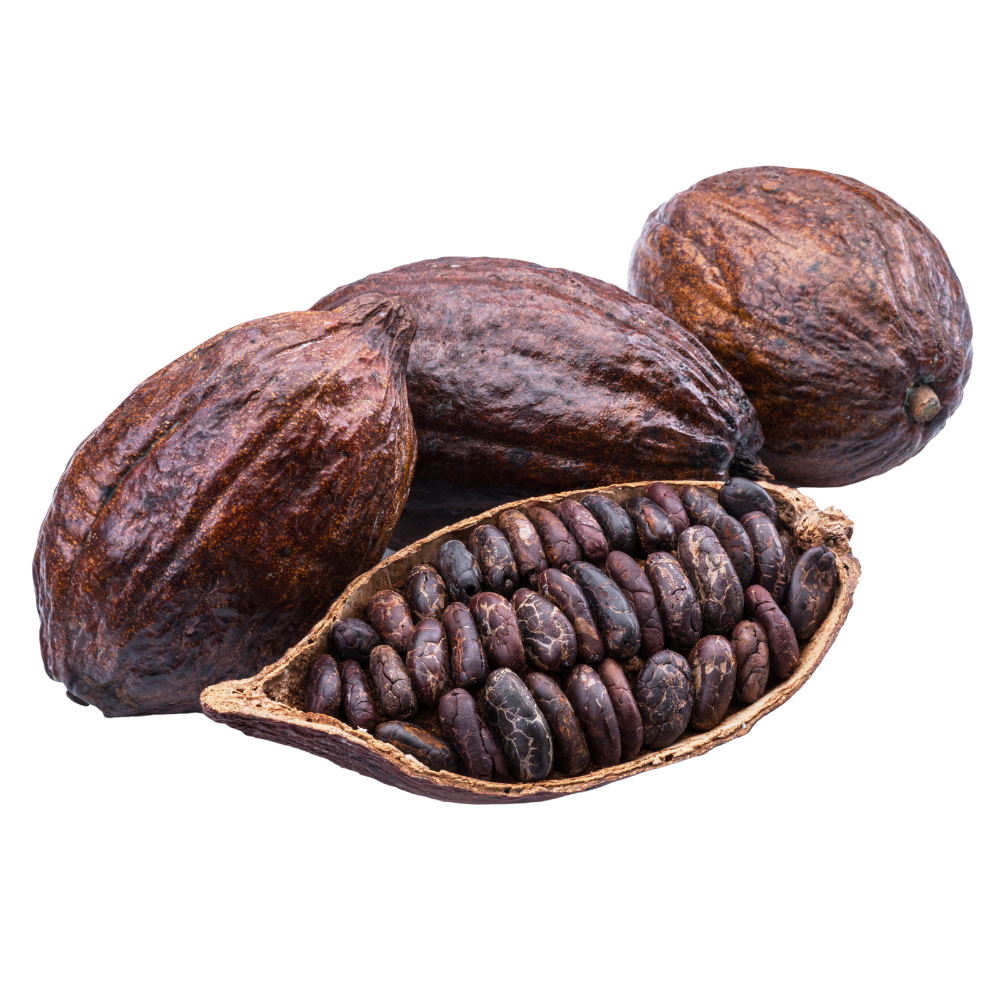 The Origins of Chocolate — Hot Cocoa
