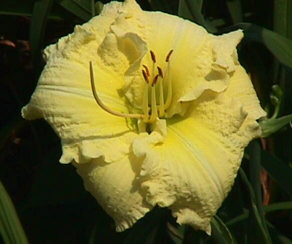PlantFiles Pictures Daylily Brocaded Gown Hemerocallis by TBGDN