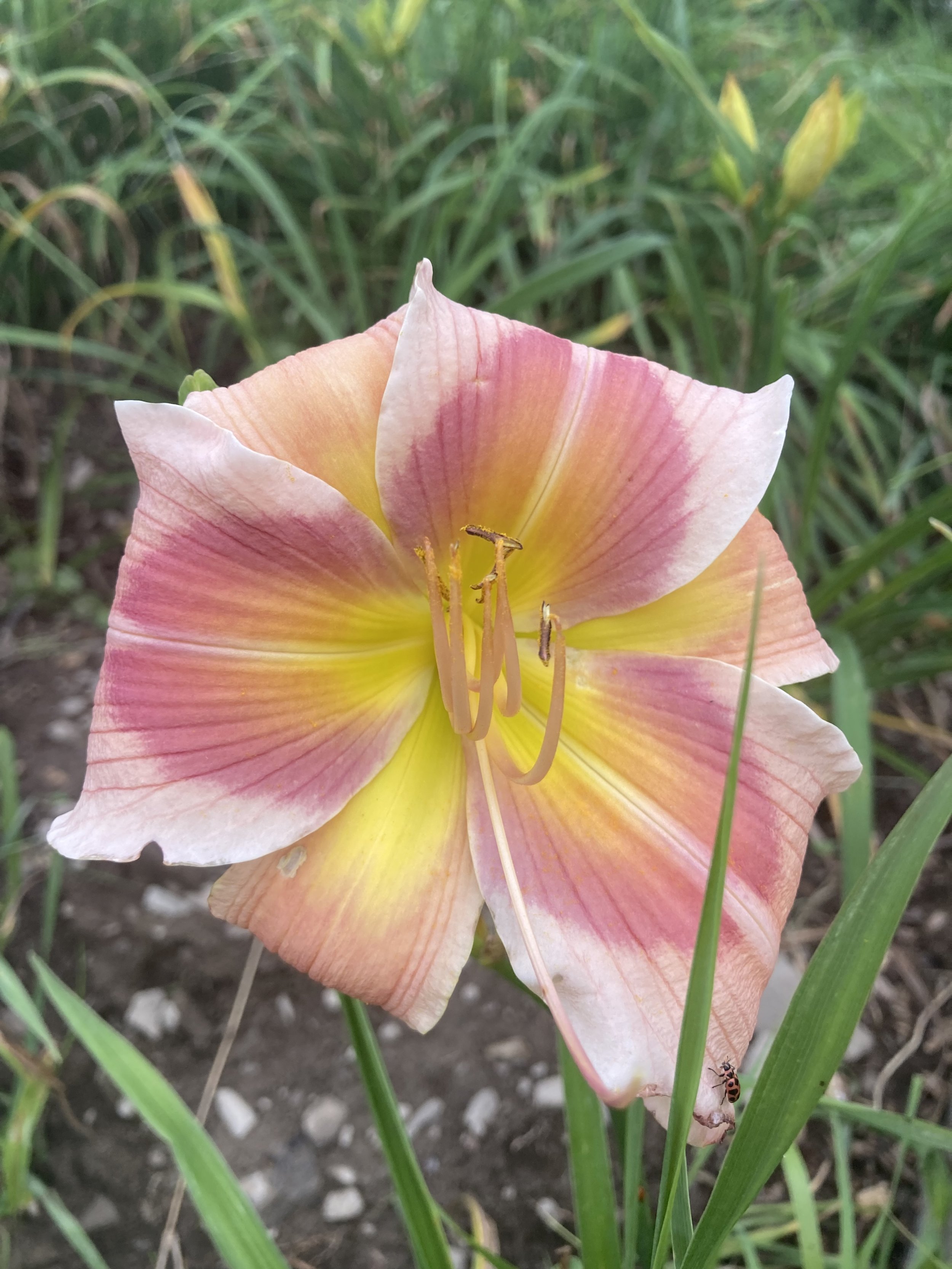 Last Chance for Daylilies