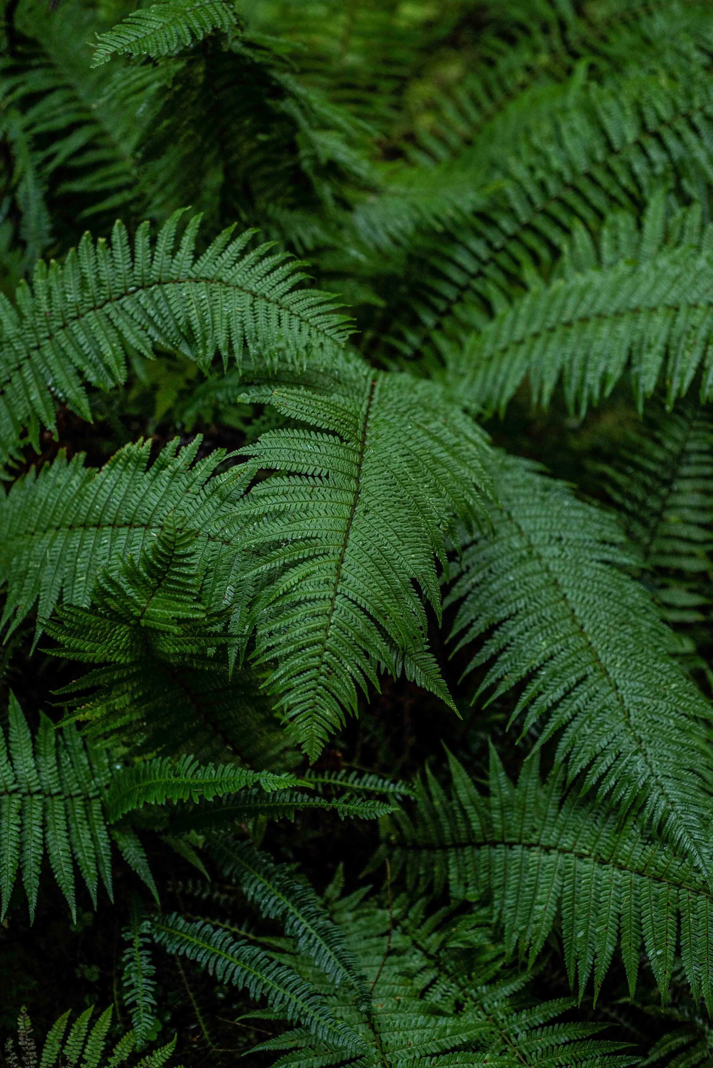 Dark Ferns Web Res September3-1.jpg