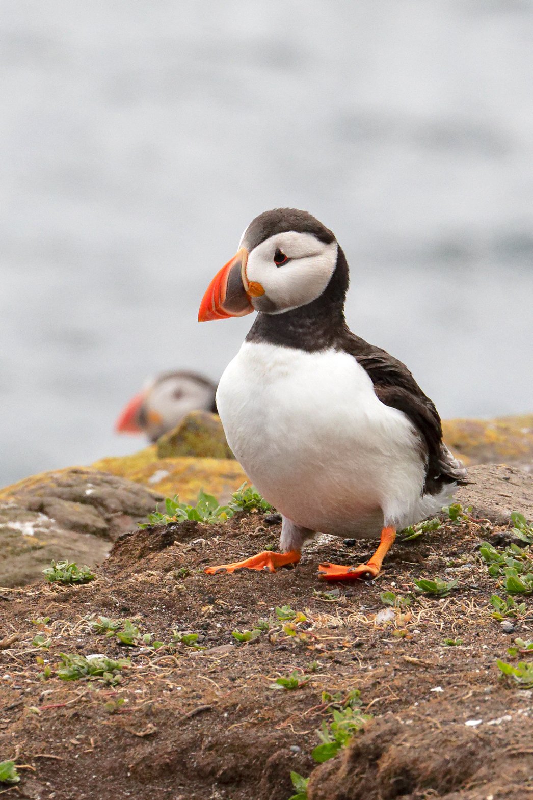 Farne Islands
