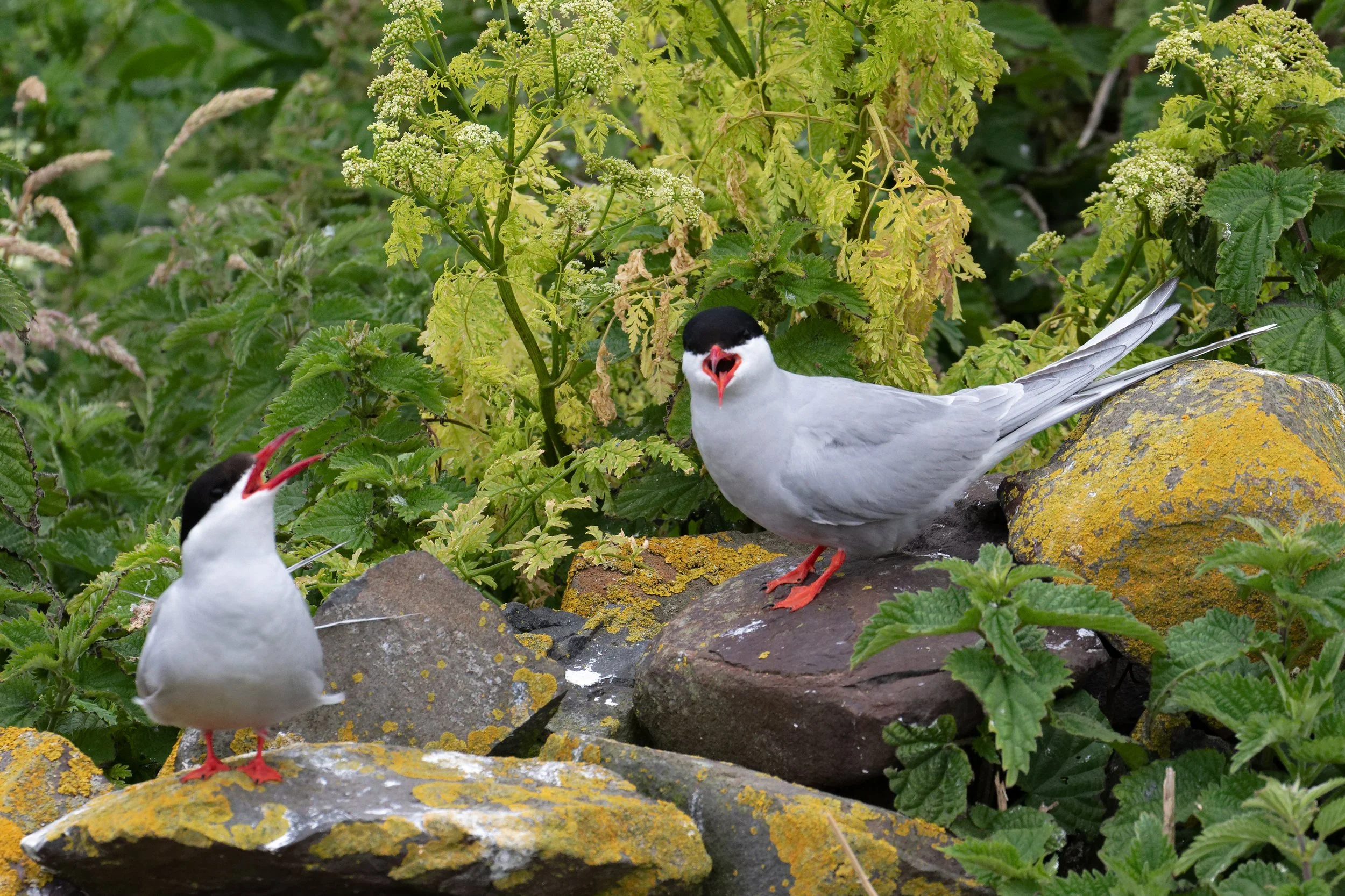 Farne Islands