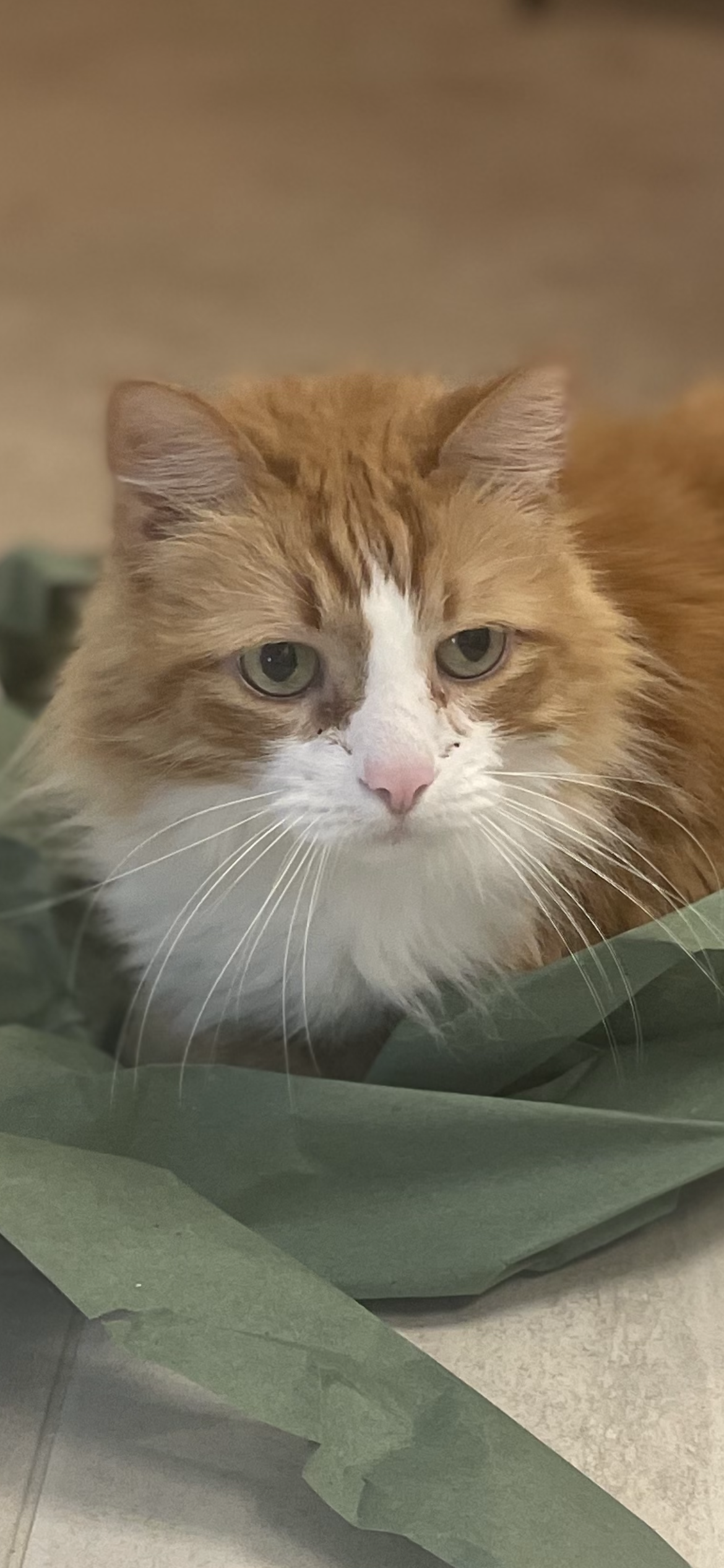 Otis