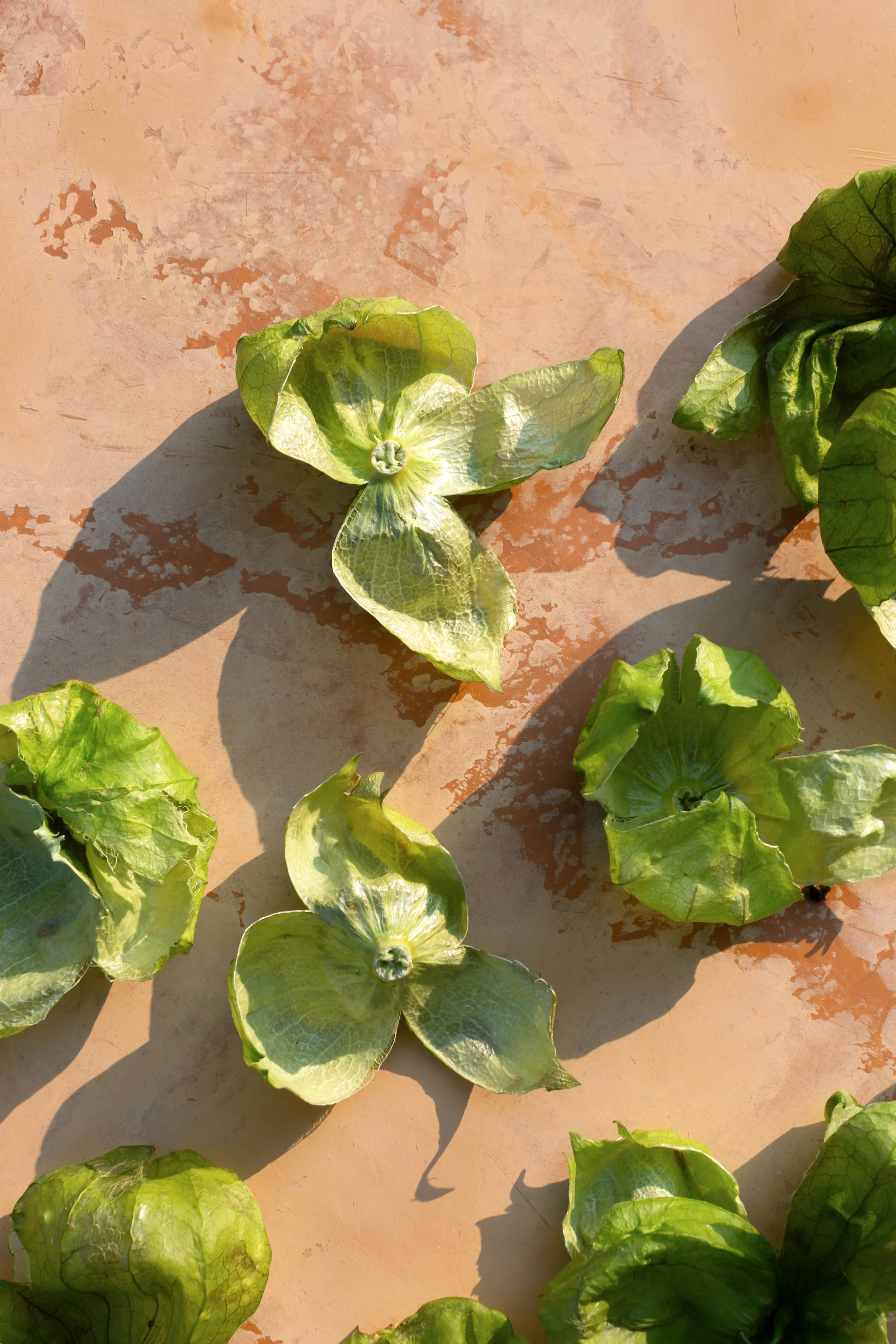 tomatillo husks.jpg
