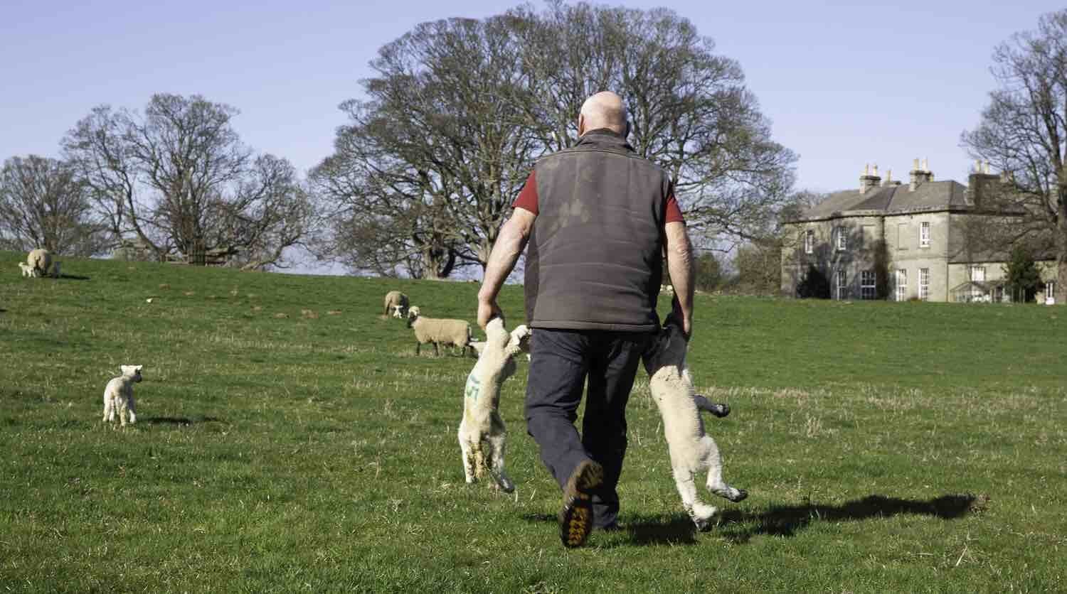 Lambing-0993lr copy.jpeg