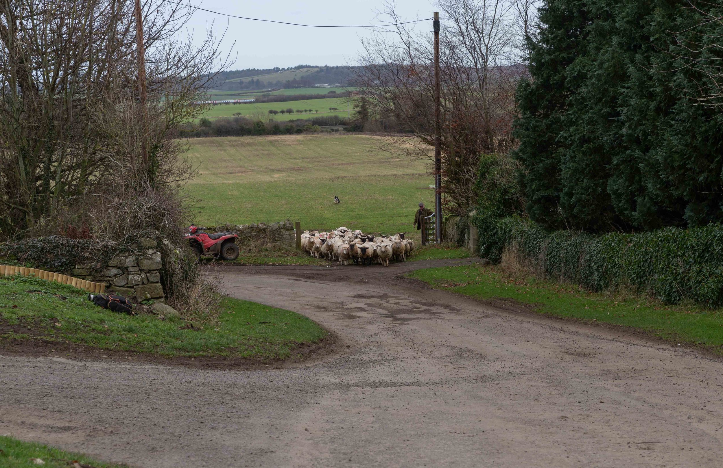 Sheepthrugate-0443.jpg