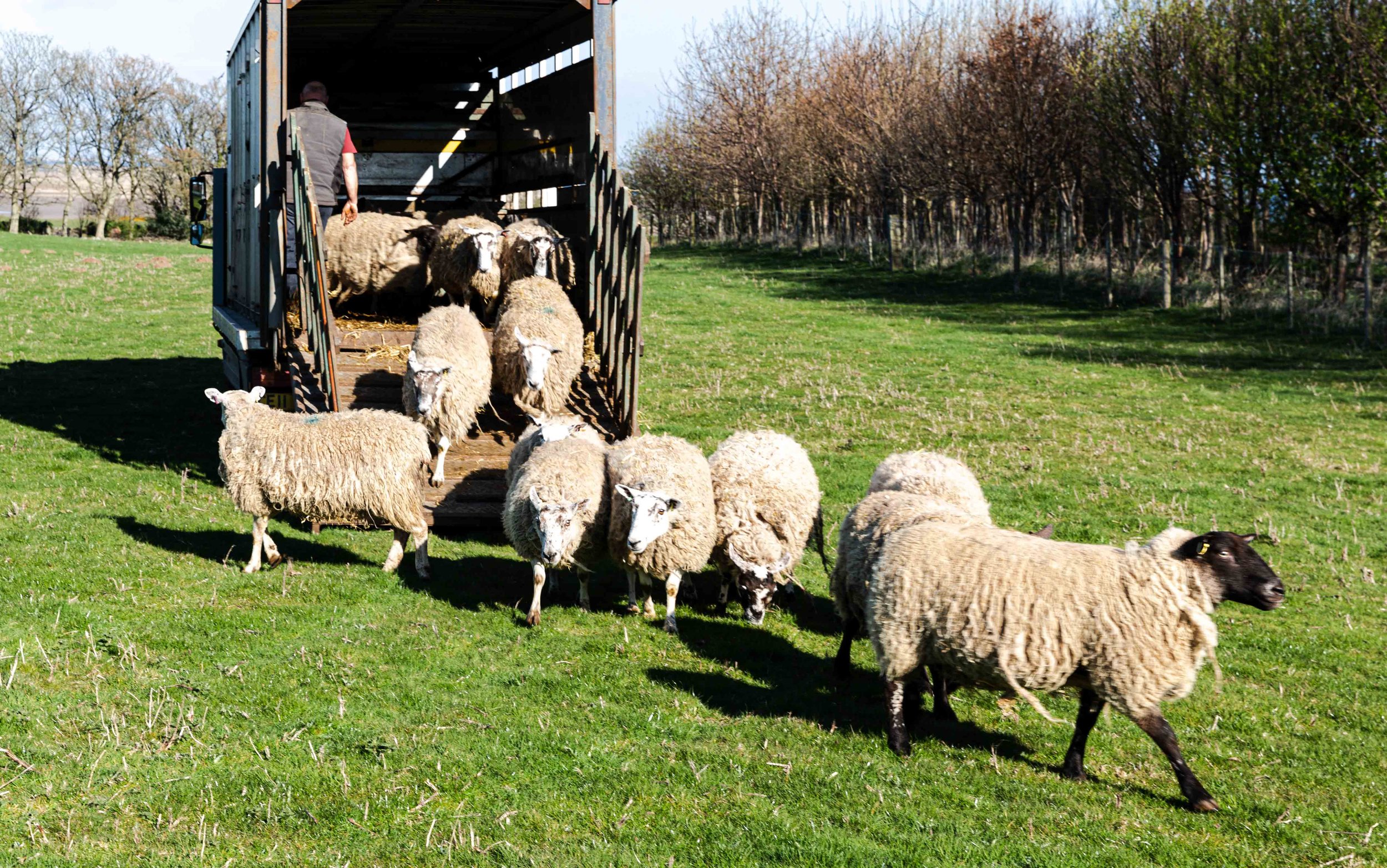 Sheepleadstheway-0946.jpg