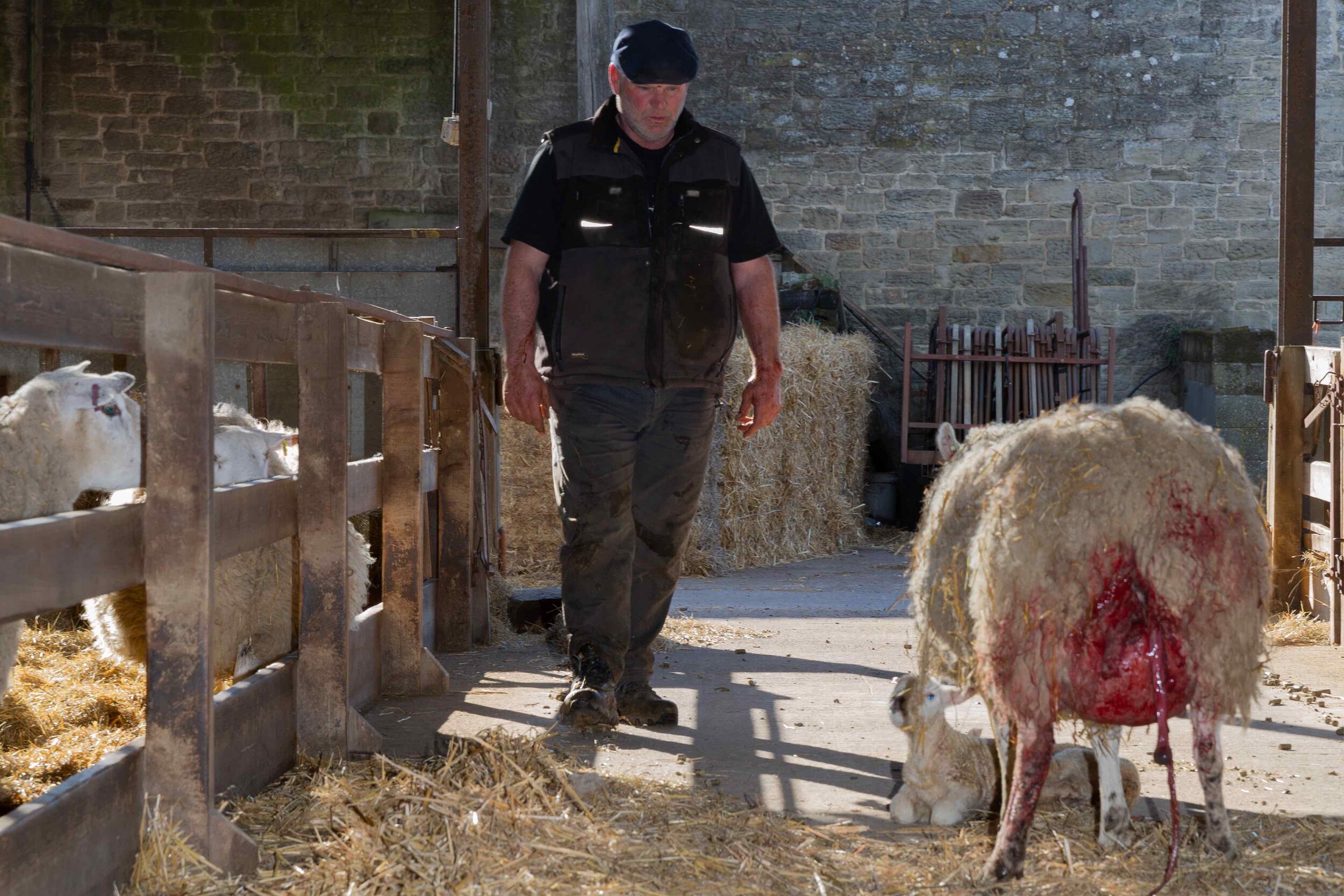 Graham and Ewe.jpg