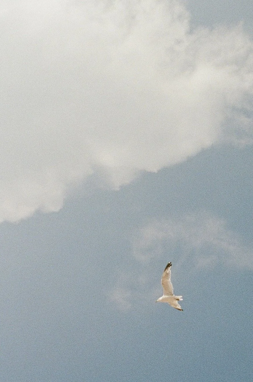 film wedding photographer based in Arkansas photographing weddings worldwide