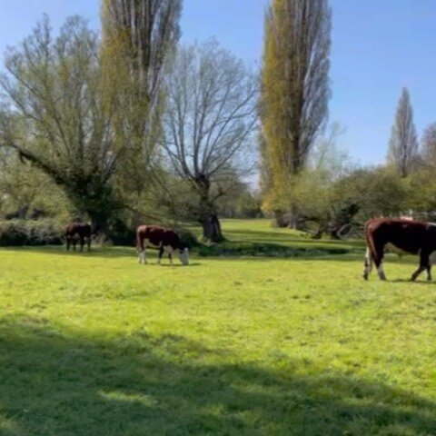 For all those missing the Cambridge cows, here is a sneak peak of our fluffy friends!

In (what can be) a stressful term, the cows are a very soothing presence🐄🌱

For those who are not sufficiently soothed by staring at cows, among other welfare in