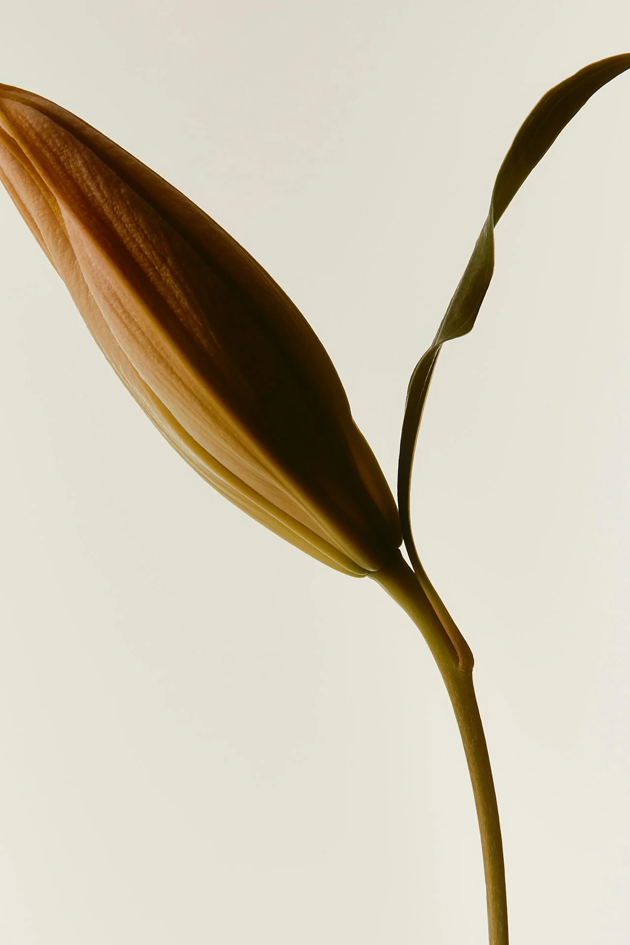 Close-up of a brown and green leaf on a plant against a beige background.