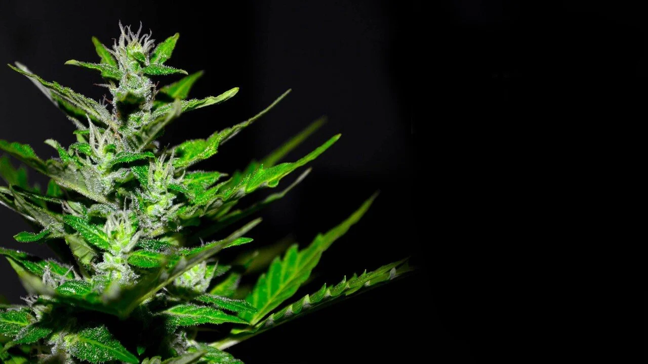 Home Page Image 2.jpg