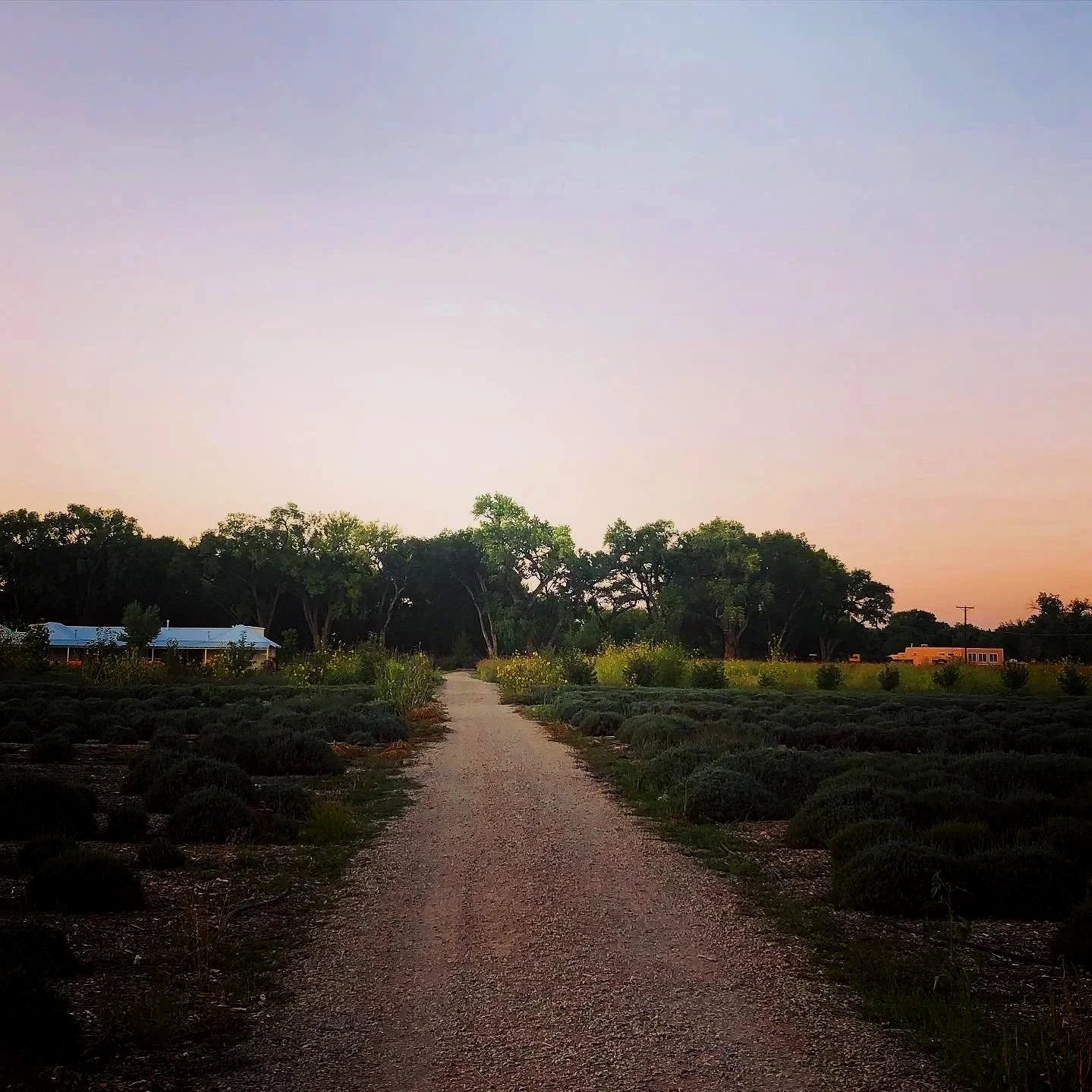 Lavender path at dusk