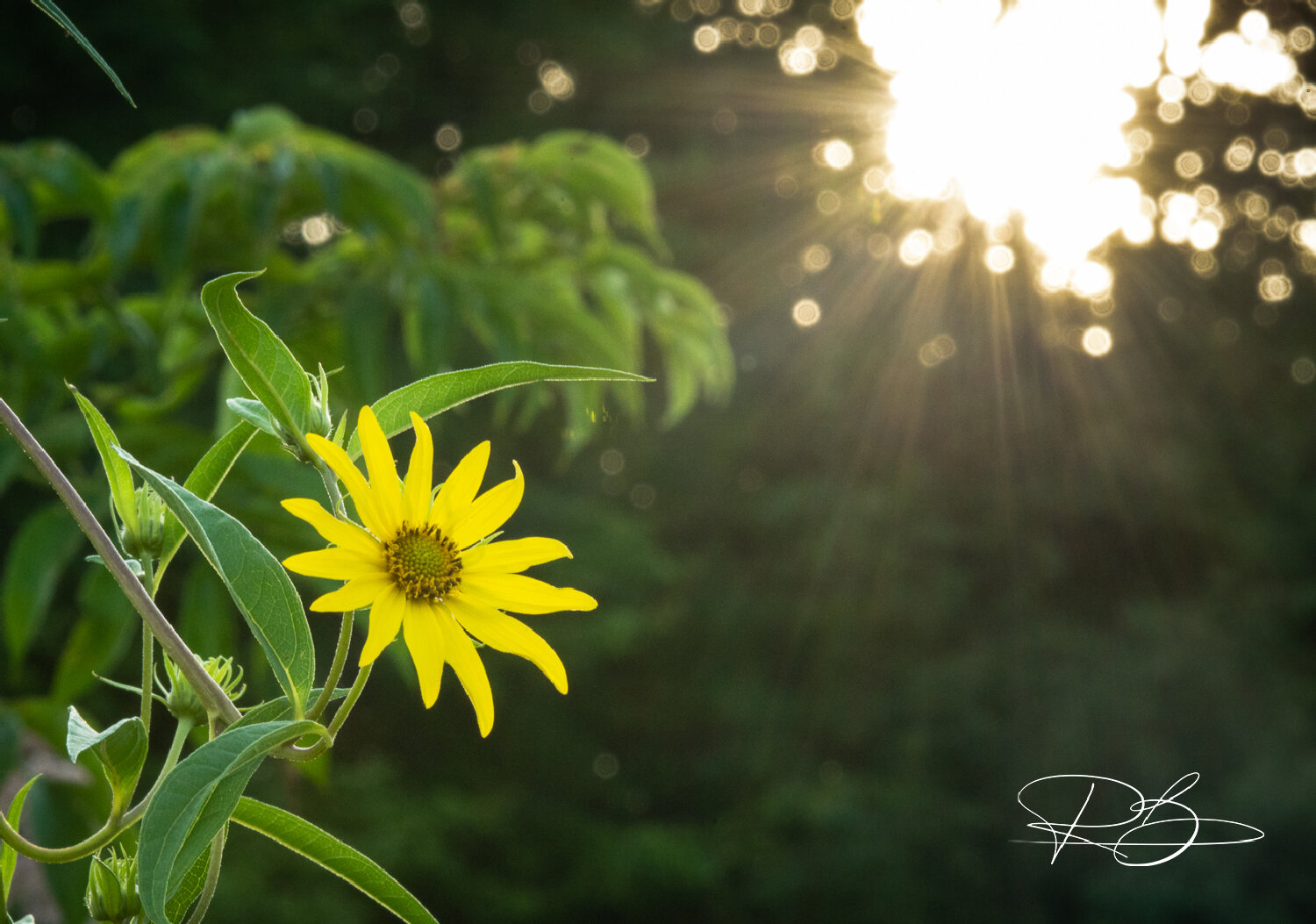 wild-sunflower.jpeg