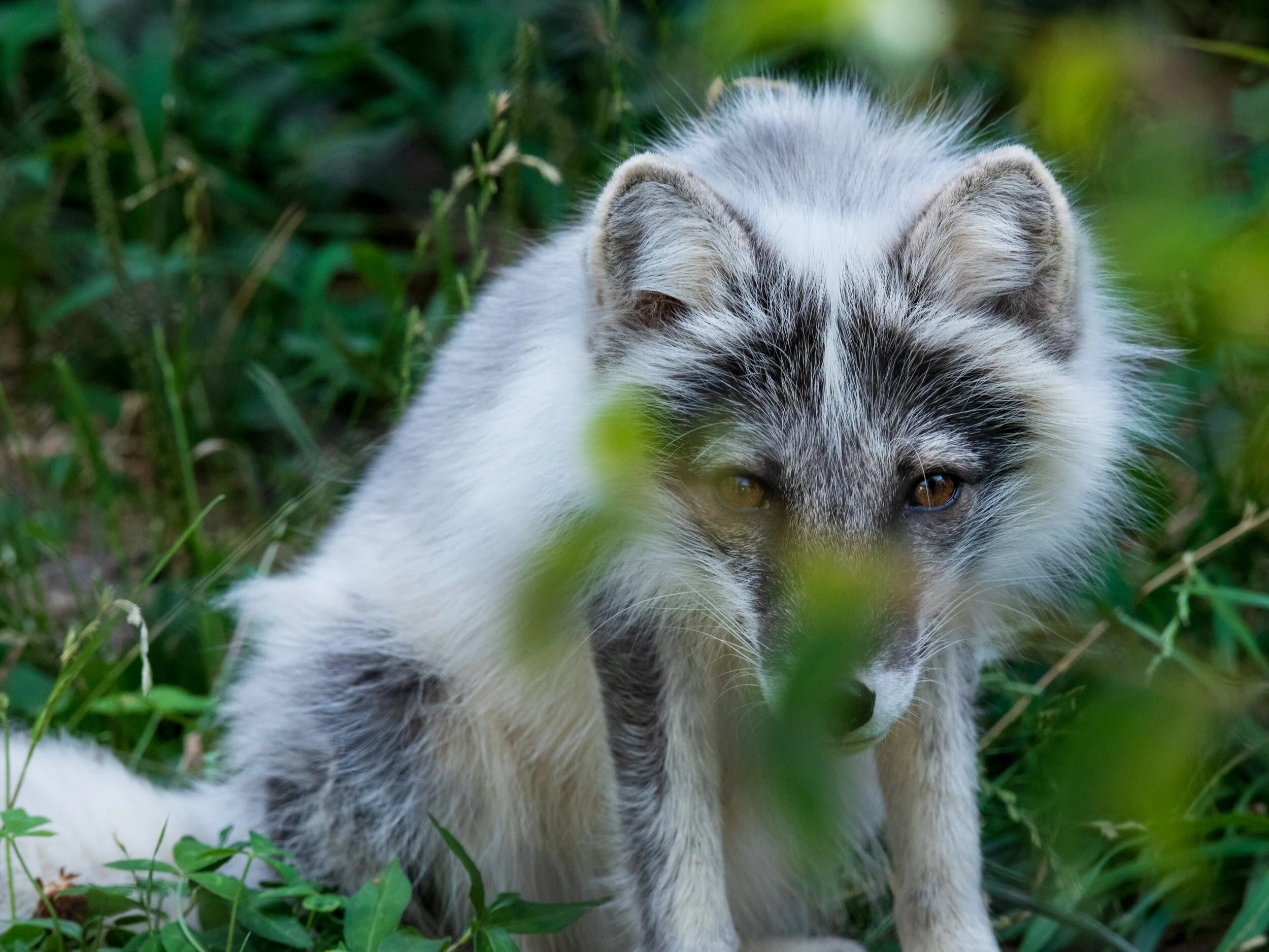 Arctic-Fox-11x14.jpg