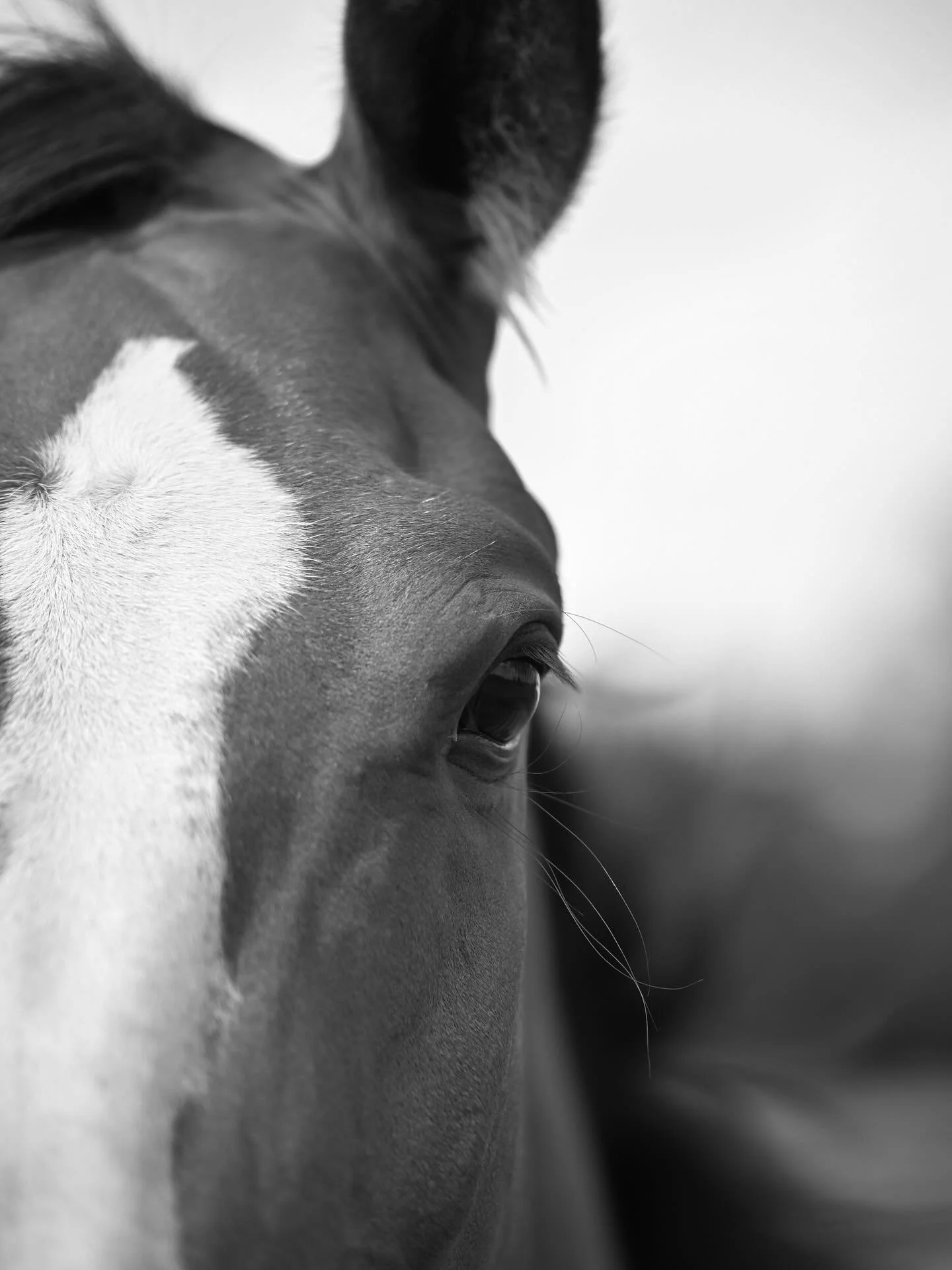 I loved taking photos and videos for @elevateequestrian a few weeks ago. While there I wanted to try my hand at hotel art. 😁🤠 🐴