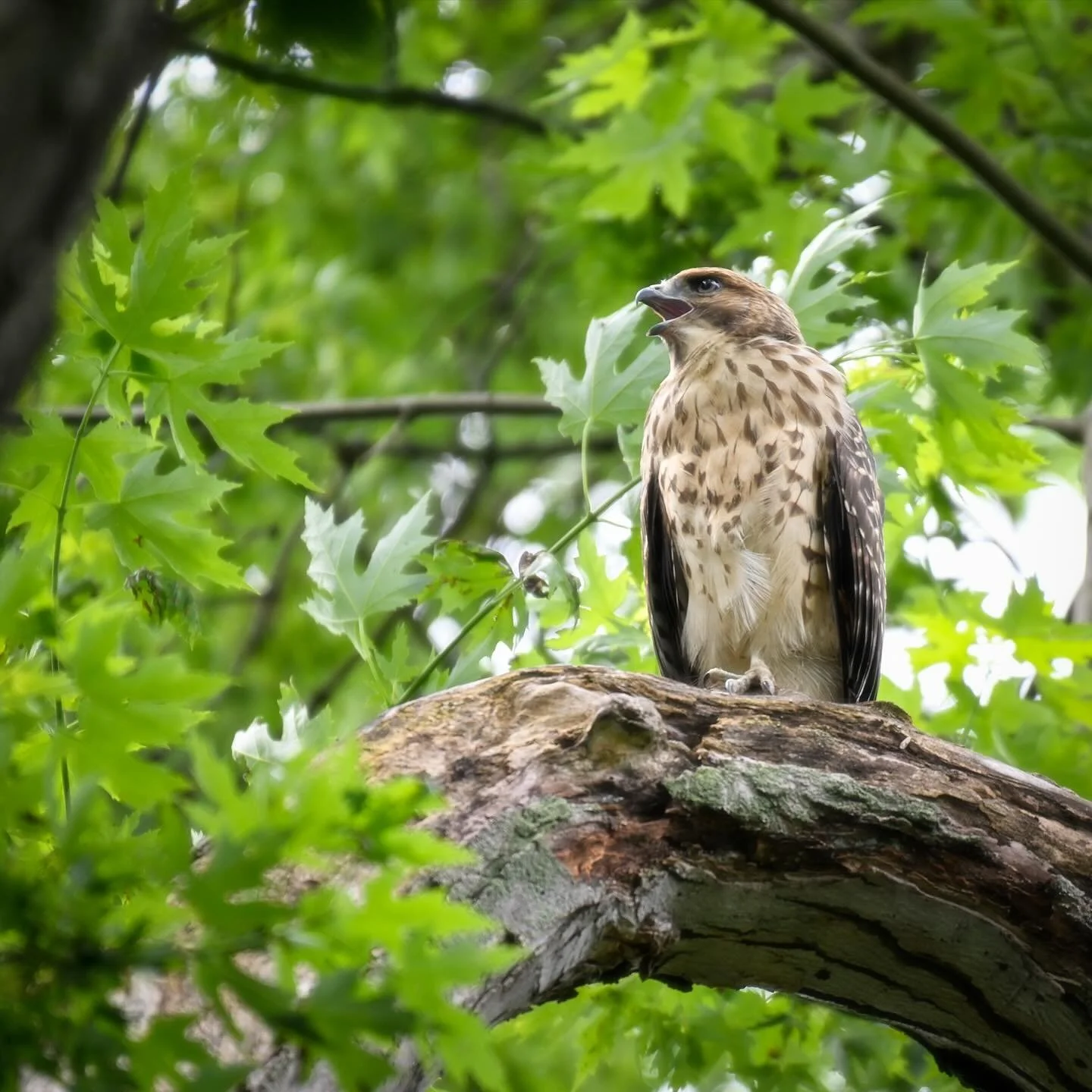 Mr. & Mrs. Hawk - These two spent the spring around the neighborhood causing a mix of majesty and fear for small pets. Rest assured all pets are fine, but our hawk friends have moved on to their new homes wherever that may be.