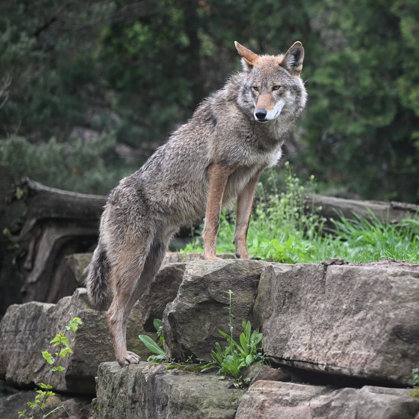 Great shot of the American Red Wolf from the @akronzoo last weekend. It was cold and rainy, but the wolves were very active and looking magnificent!