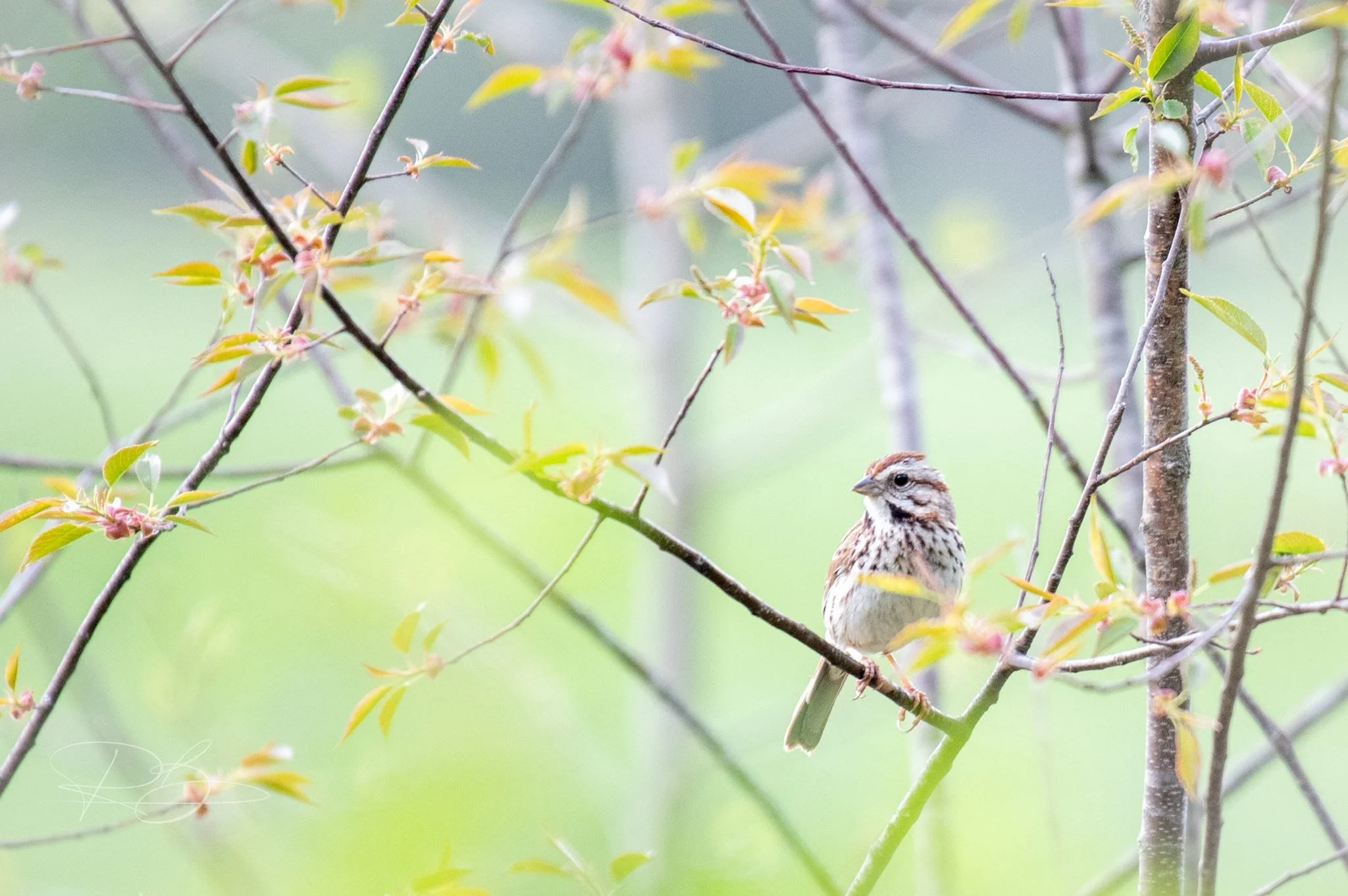I love capturing birds in the springtime. It’s obviously a lot easier to see them with fewer leaves on the trees, but the colors and light is also so beautiful this time of year. 
Photos 2023-2024
