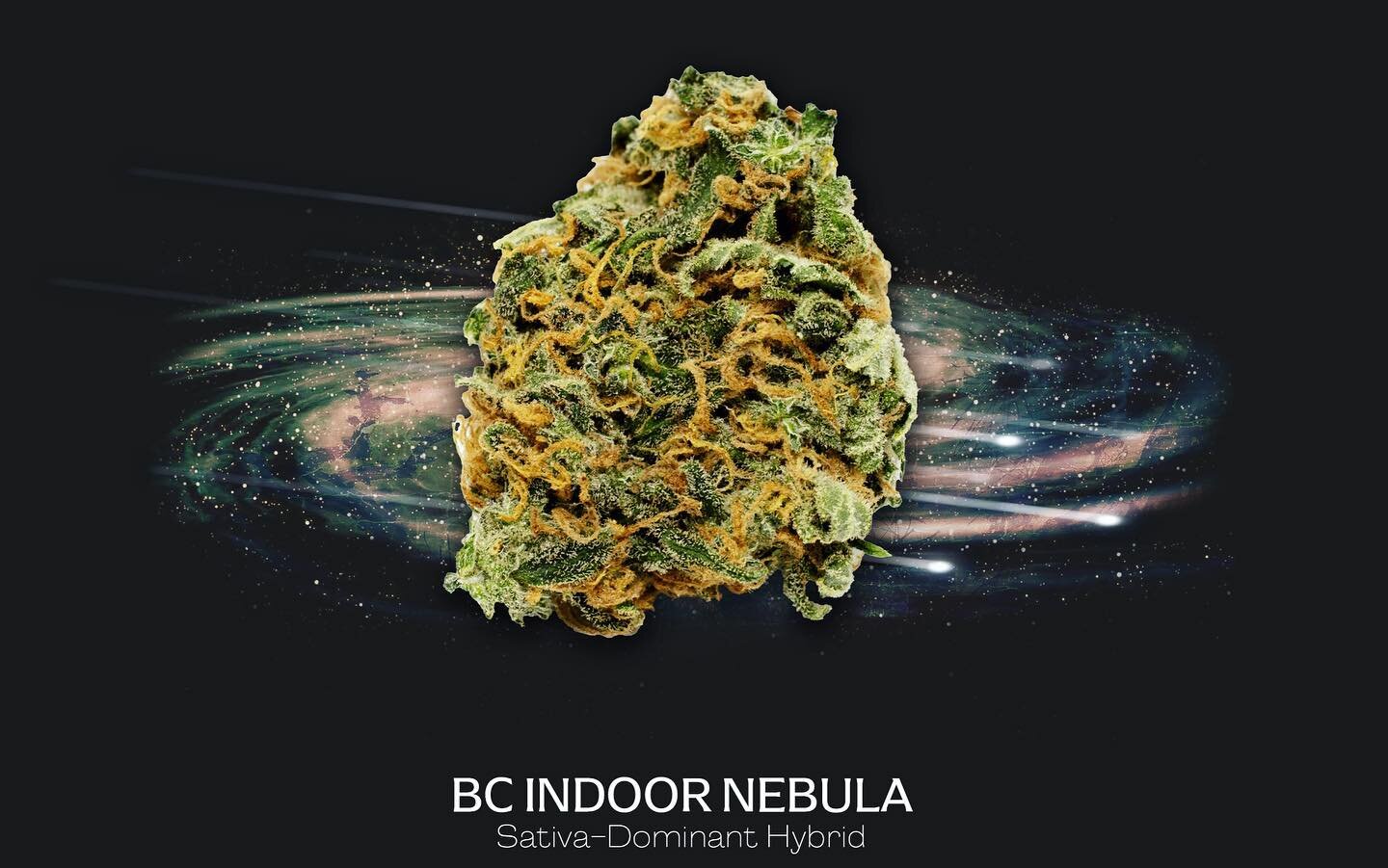 Our BC Indoor Nebula is a special one 💫 It&rsquo;s name means &ldquo;Starcloud&rdquo; and it has been known to &ldquo;twinkle&rdquo; with THC coating, with an intense head and body buzz ⁂