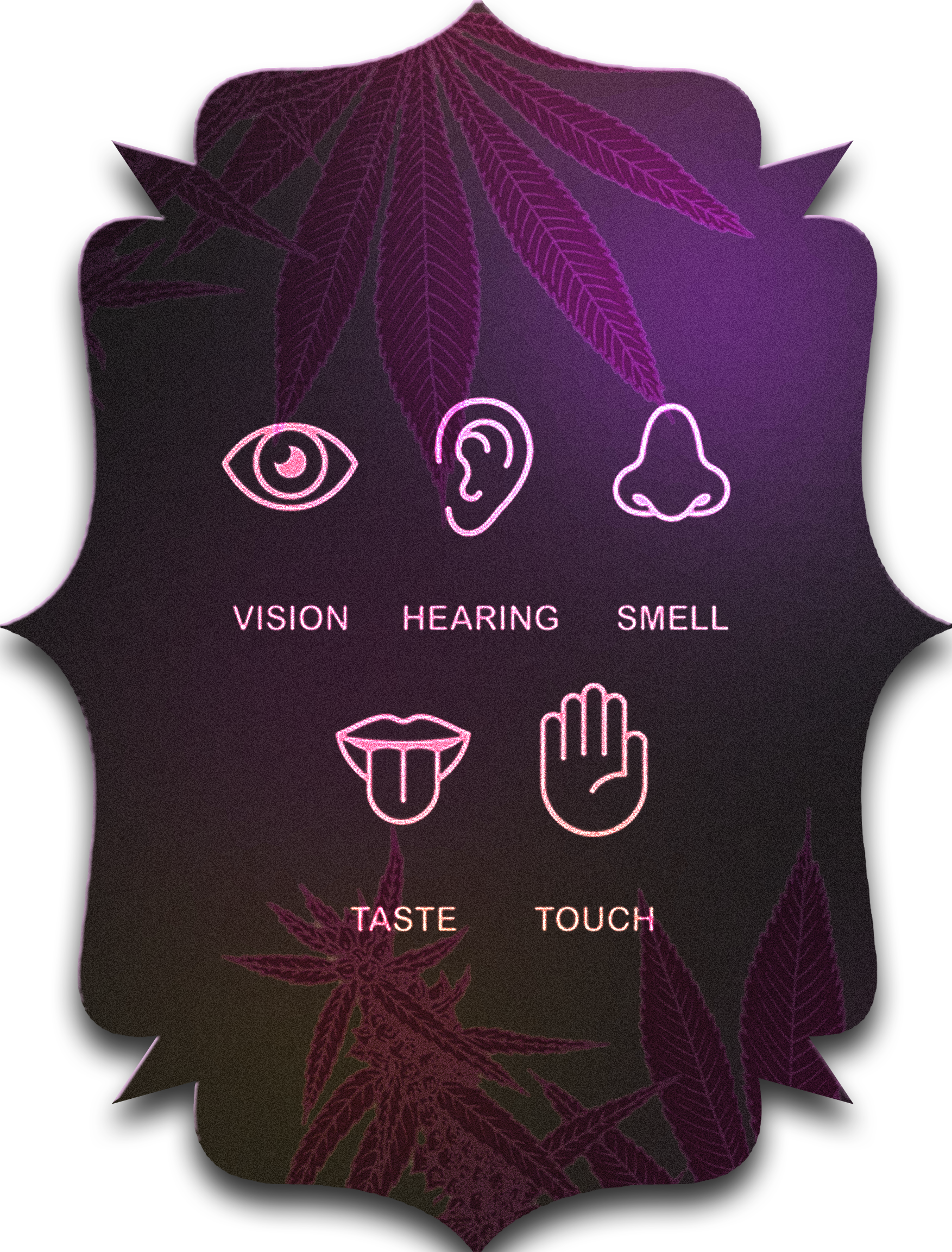 Cannabis & the 5 Senses
