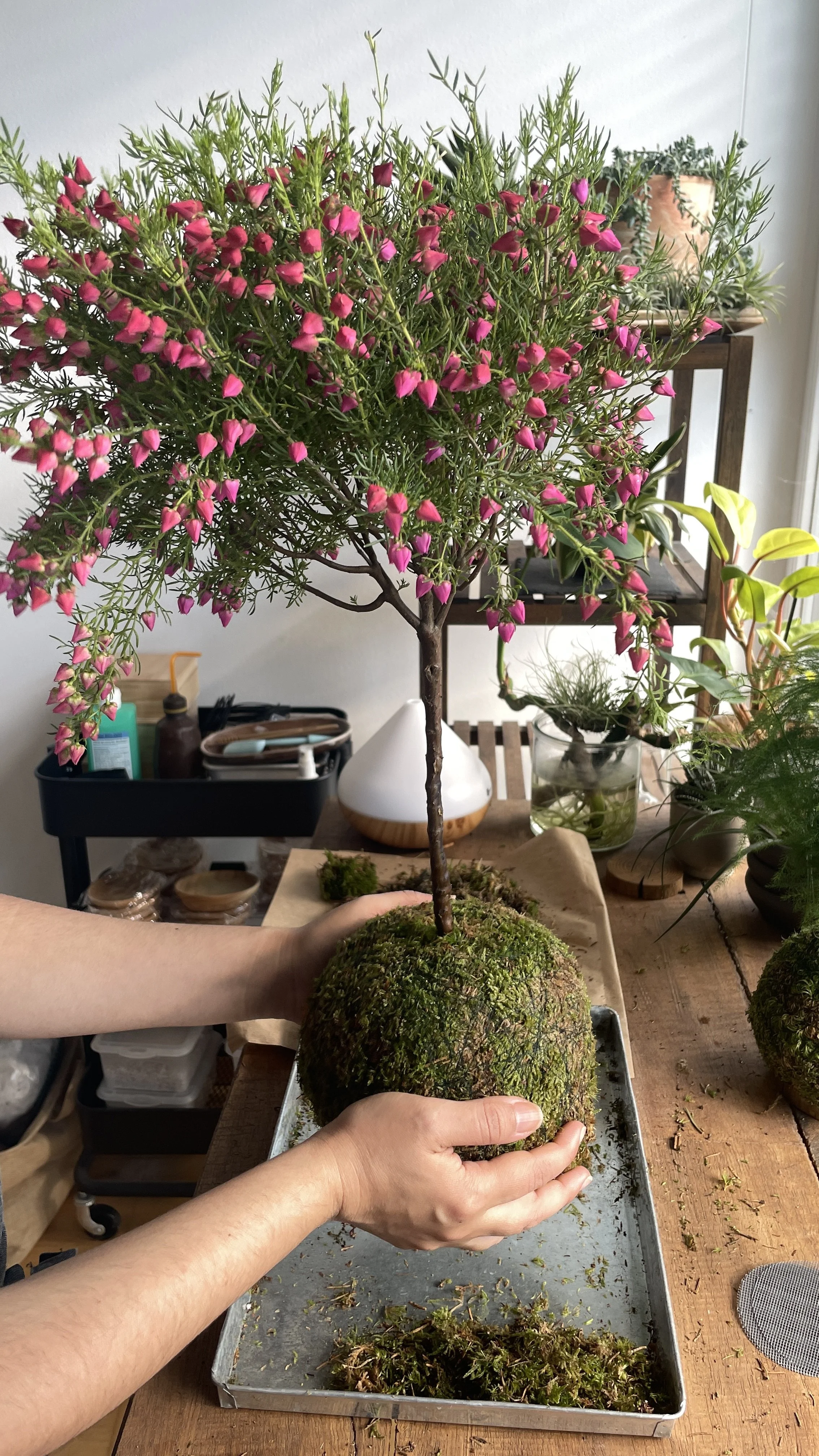Kokedama specially made gardens to go