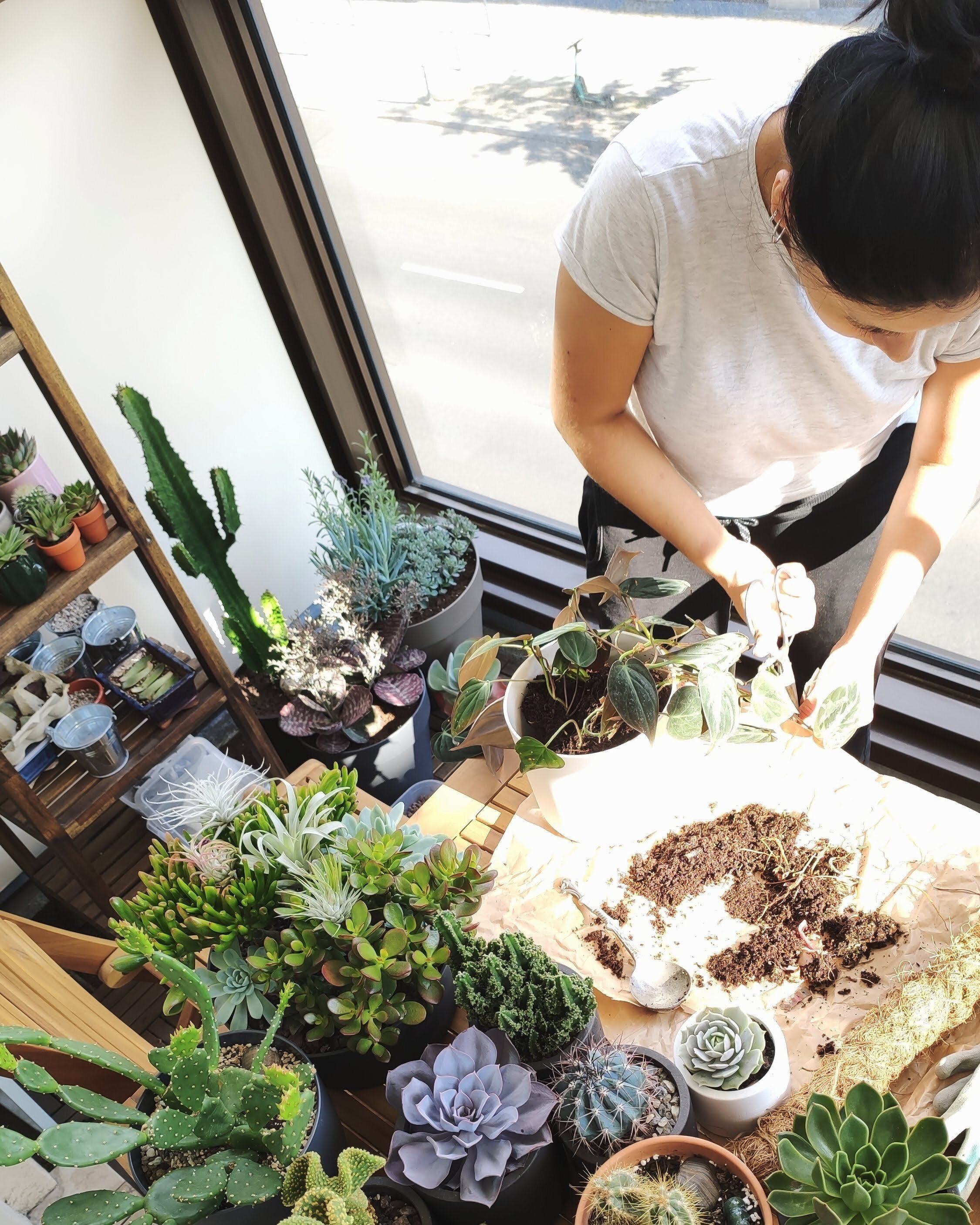 A woman repotting a plant surrounded by various potted succulents and cacti near a large window.